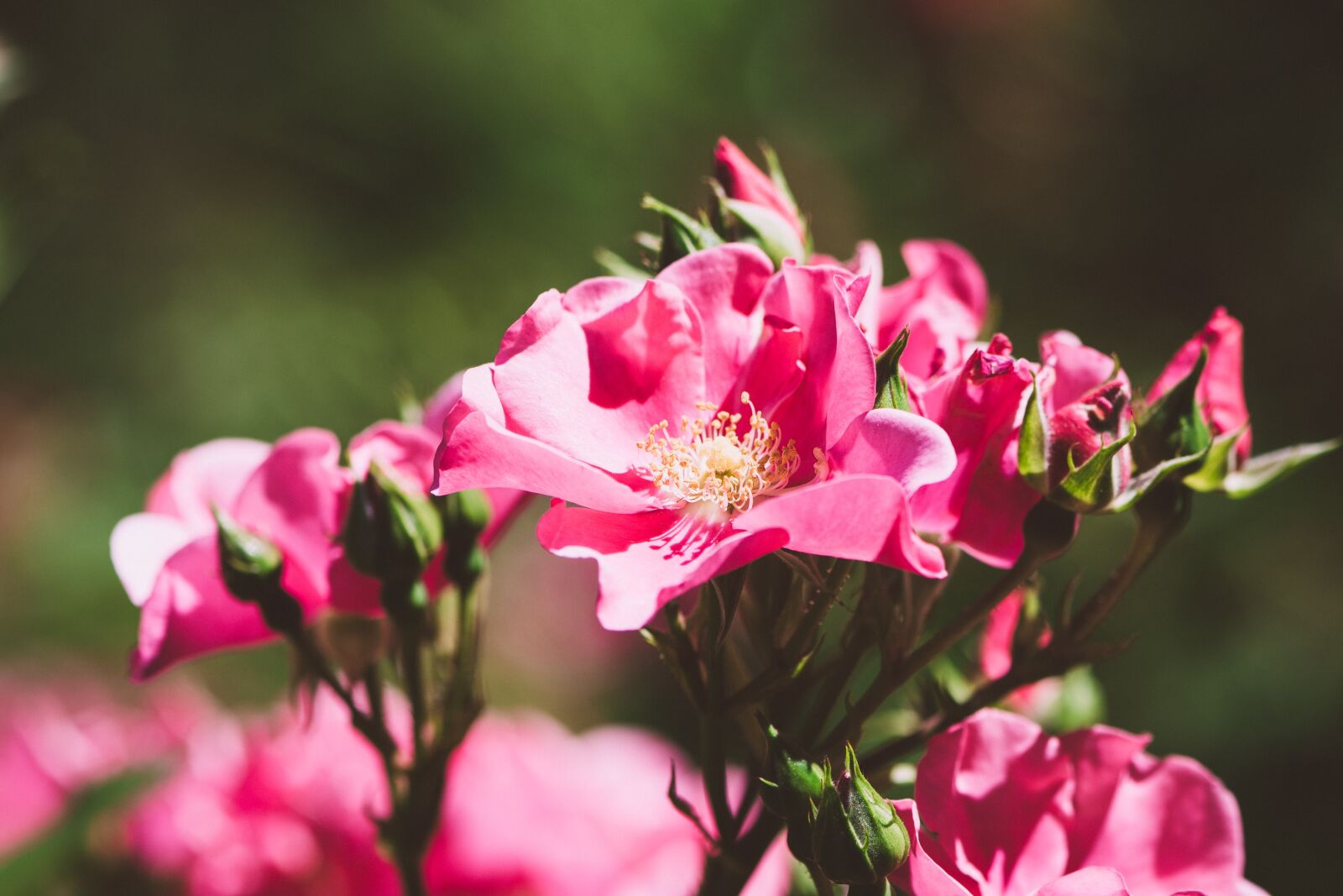Nikon D7100 sample photo. Roses, flowers, pink roses photography
