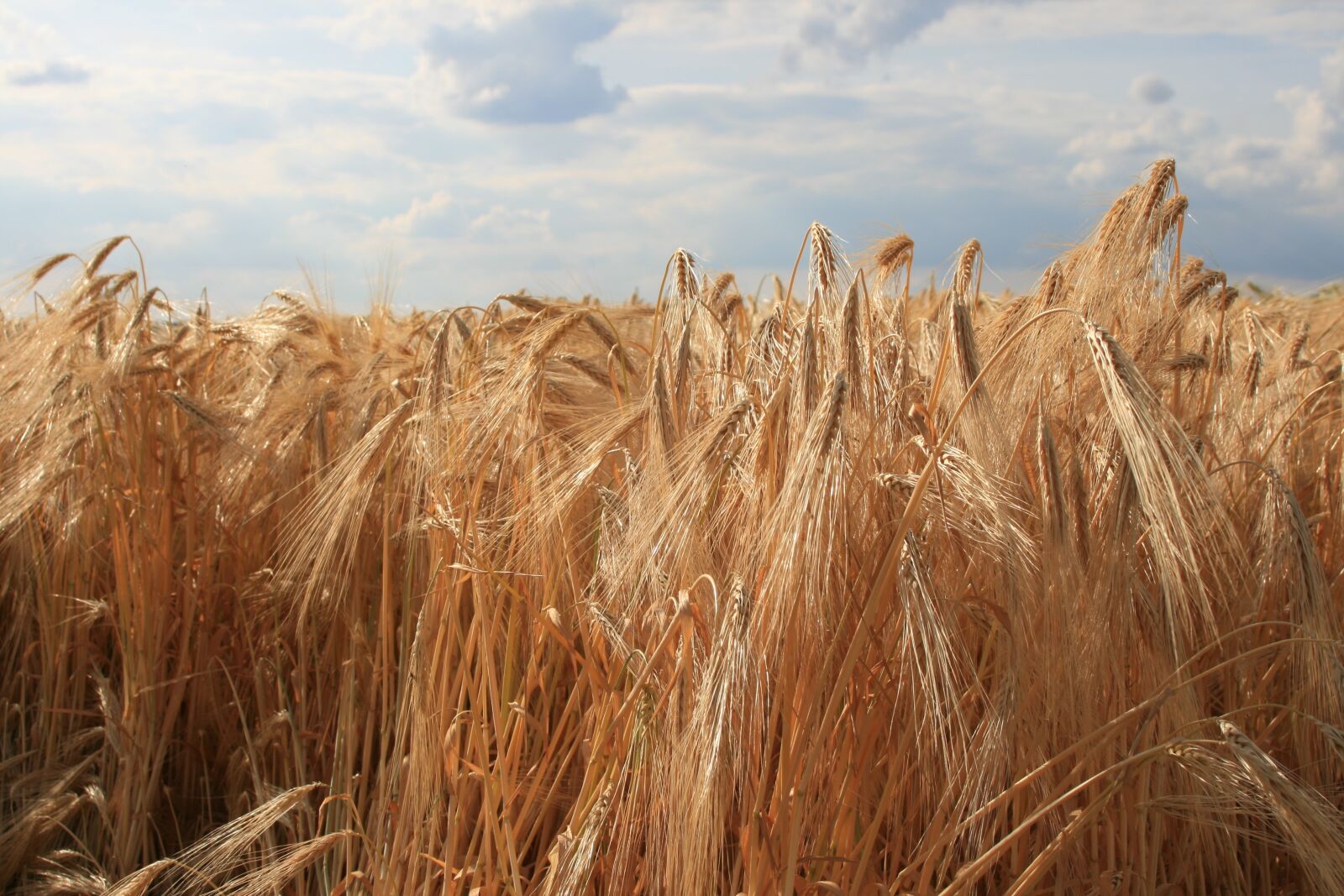 Canon EOS 400D (EOS Digital Rebel XTi / EOS Kiss Digital X) sample photo. Spike, rye, cereals photography