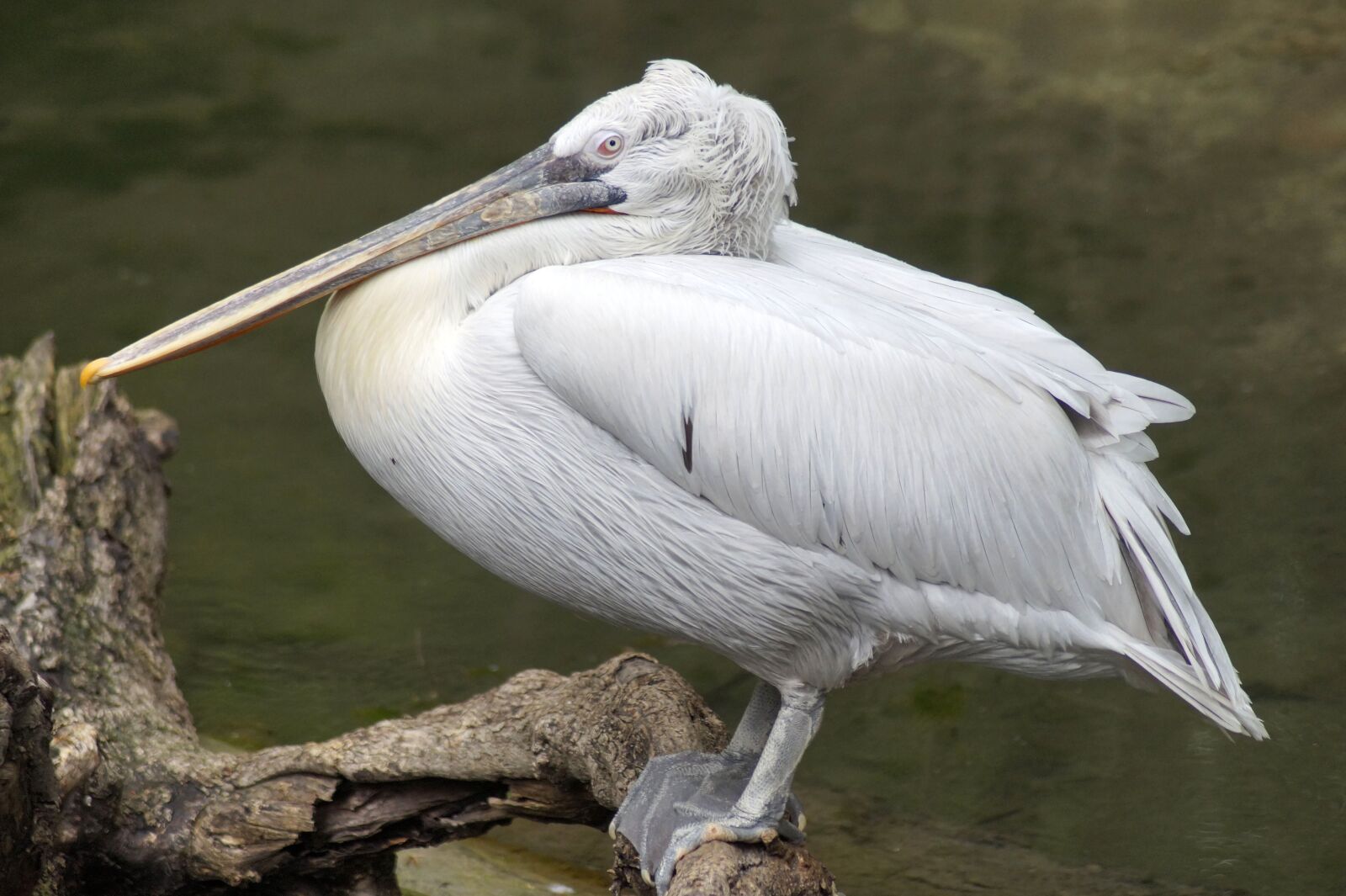 Sony SLT-A58 sample photo. Pelikan, bird, bill photography