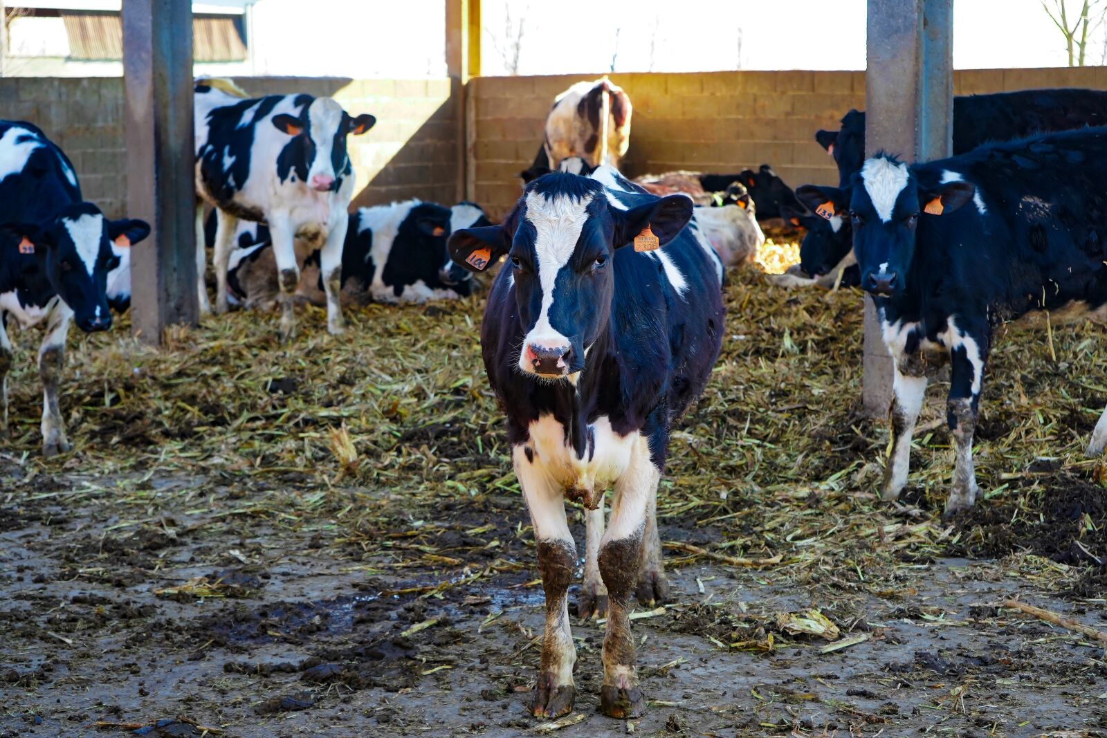Sony a7 III sample photo. Cows, frisian, friesian cows photography
