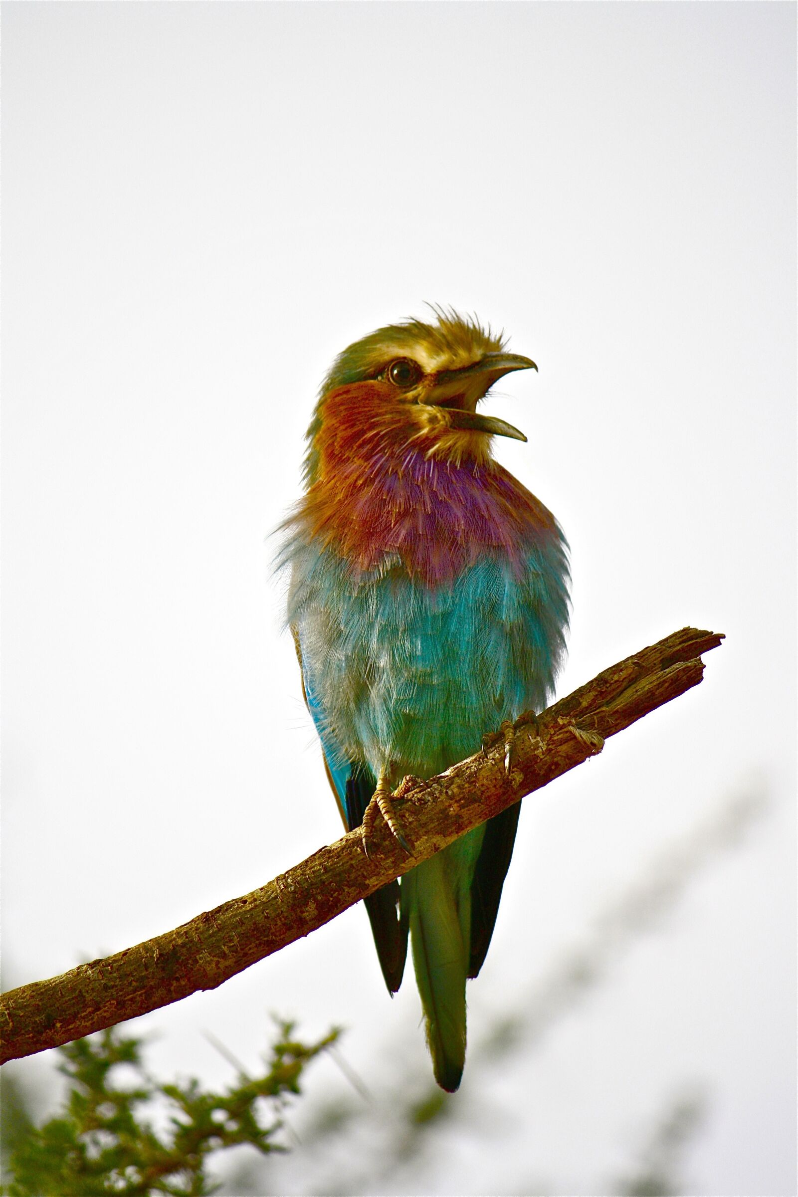 Canon EOS 1000D (EOS Digital Rebel XS / EOS Kiss F) sample photo. Aves, animalia, nature photography