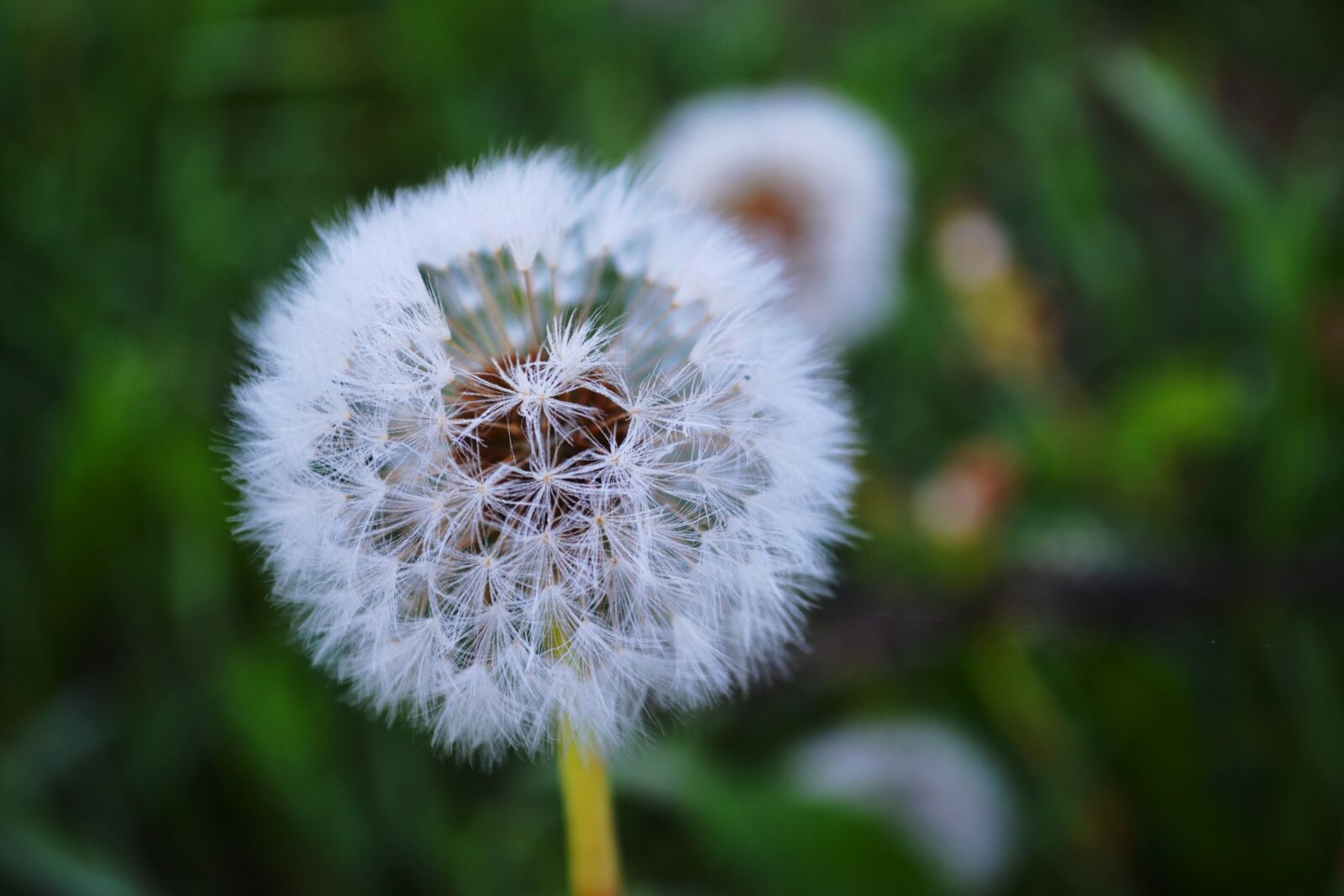 Nikon D3100 sample photo. Nature, dandelion, greens photography