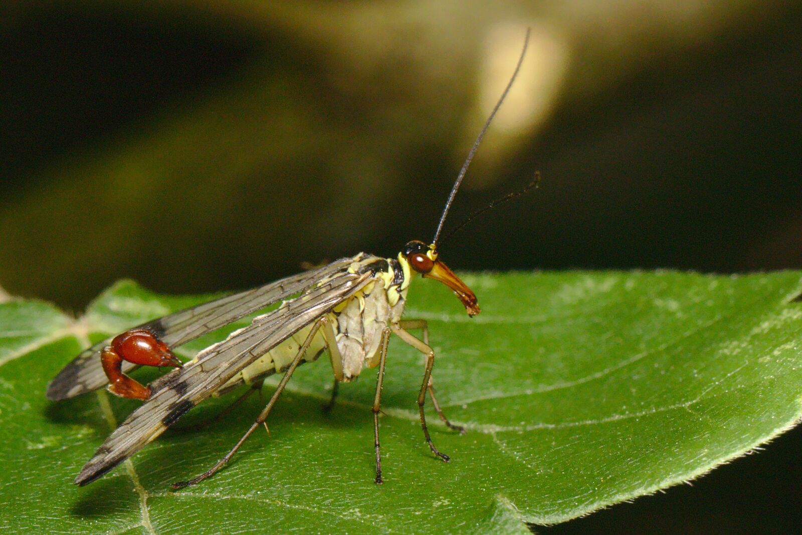 Canon EOS M5 sample photo. Scorpion fly, insect, flight photography