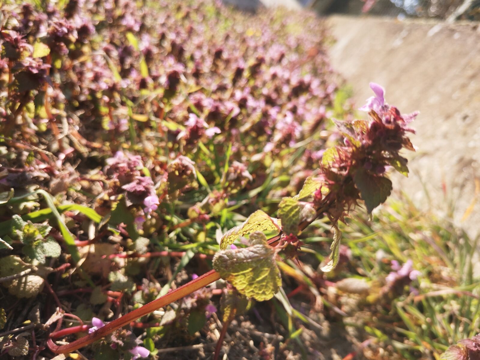 HUAWEI P20 sample photo. Flowers, spring, zoom photography