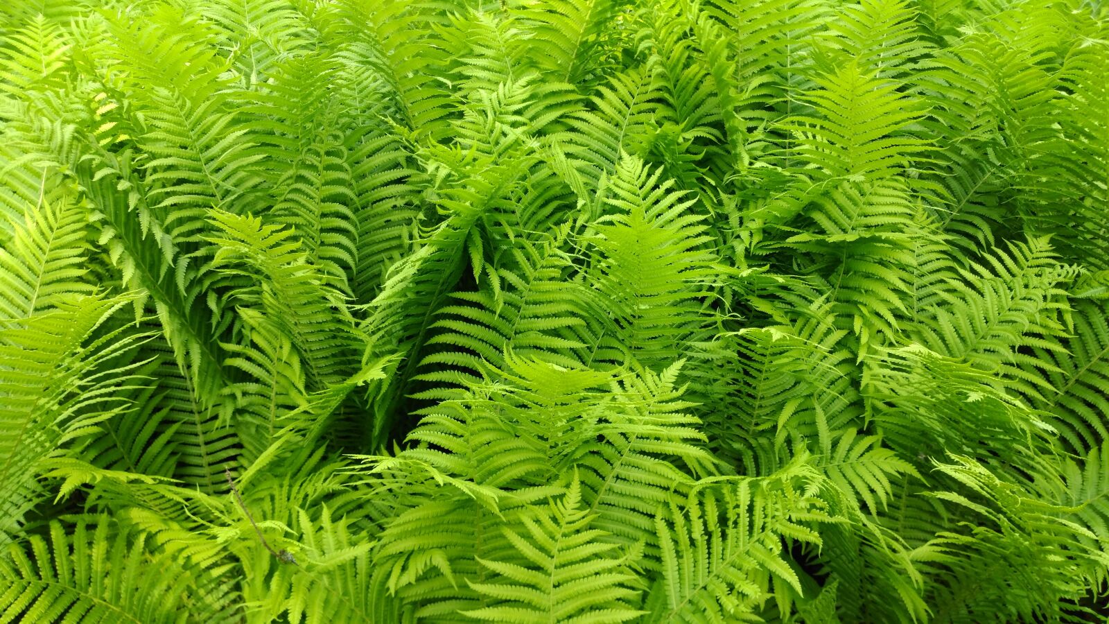 ZTE A2017G sample photo. Ferns, green, leaves photography