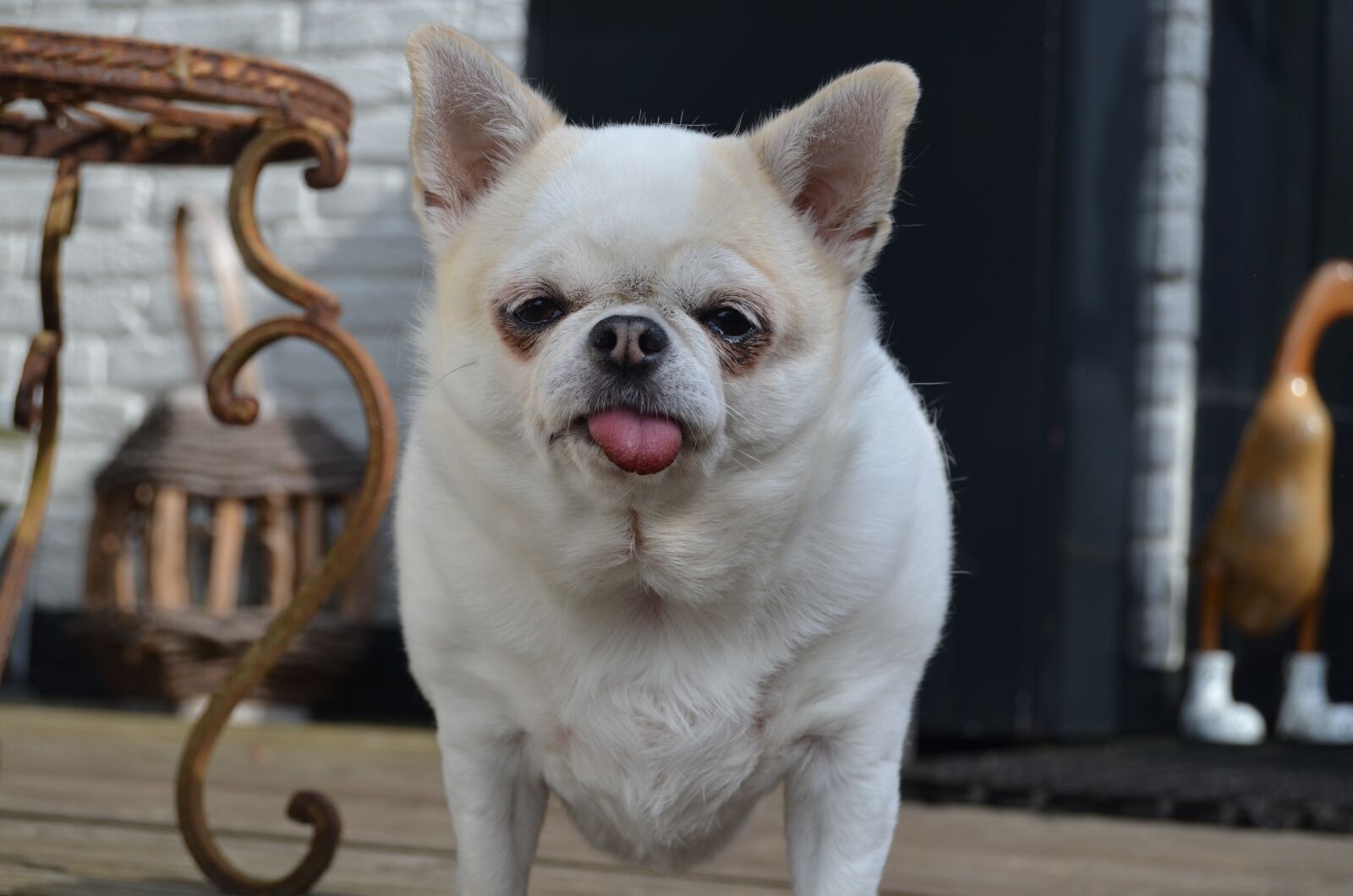 Nikon D5100 sample photo. Chi, dog, small photography