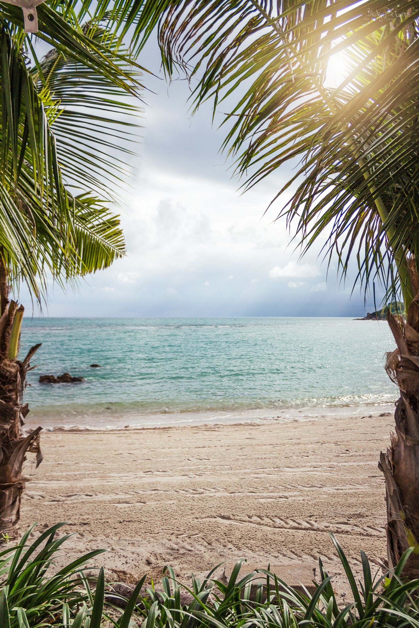 Canon EOS 700D (EOS Rebel T5i / EOS Kiss X7i) sample photo. Thailand, cow samui, holidays photography