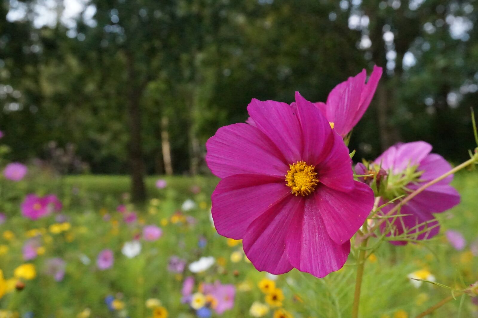 Sony Alpha a5000 (ILCE 5000) sample photo. Cosmea, flower, summer photography