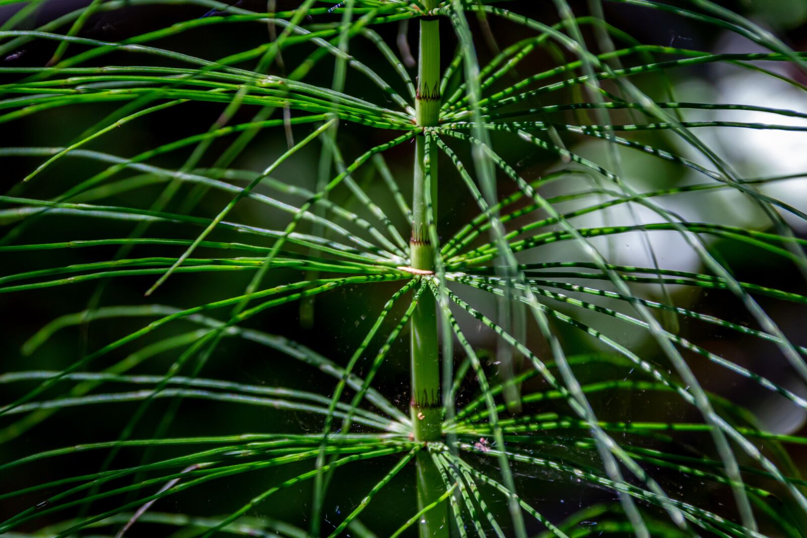 Canon EOS 650D (EOS Rebel T4i / EOS Kiss X6i) sample photo. Horsetail, green, nature photography