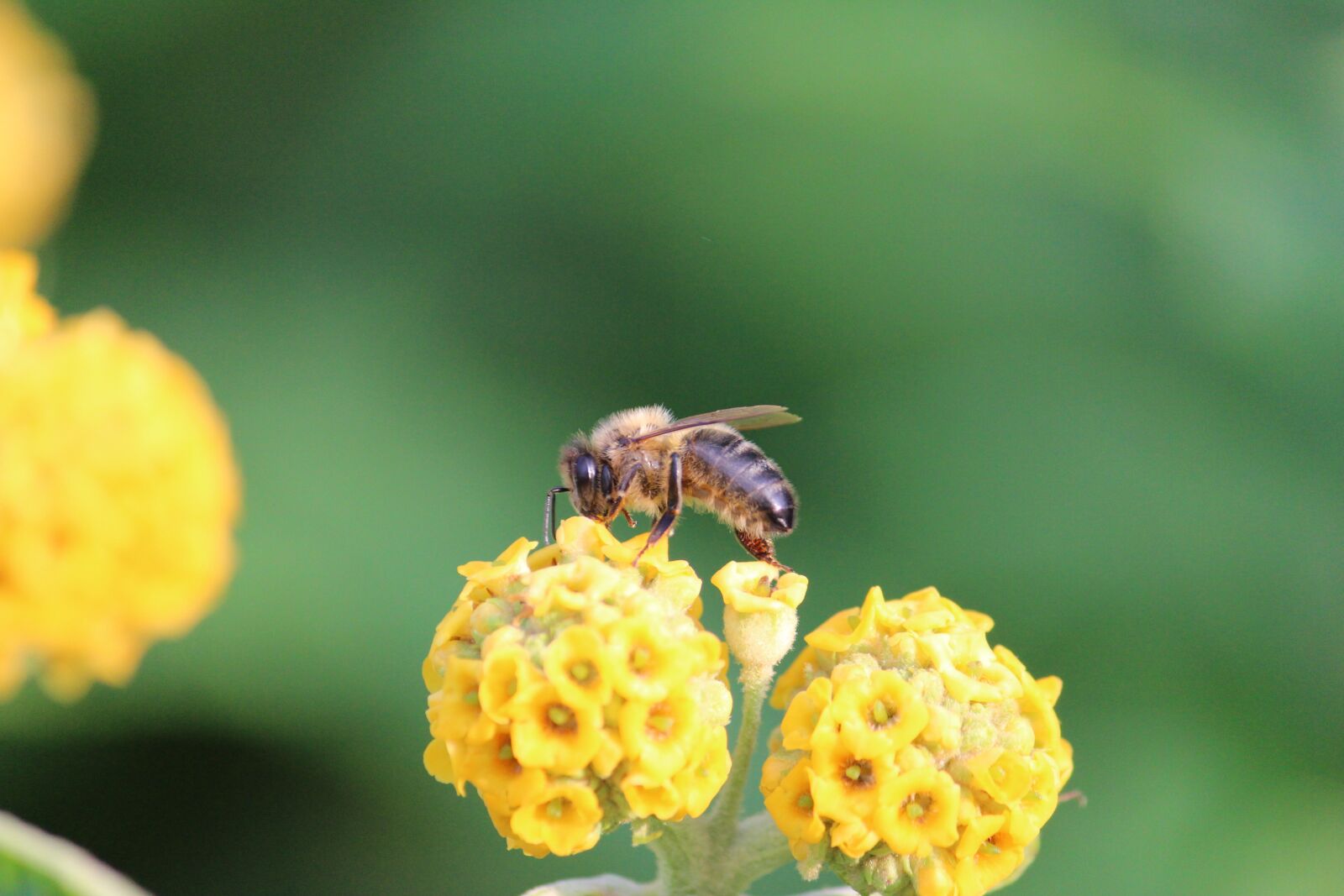 Canon EF-S 55-250mm F4-5.6 IS II sample photo. Bee, blossom, bloom photography