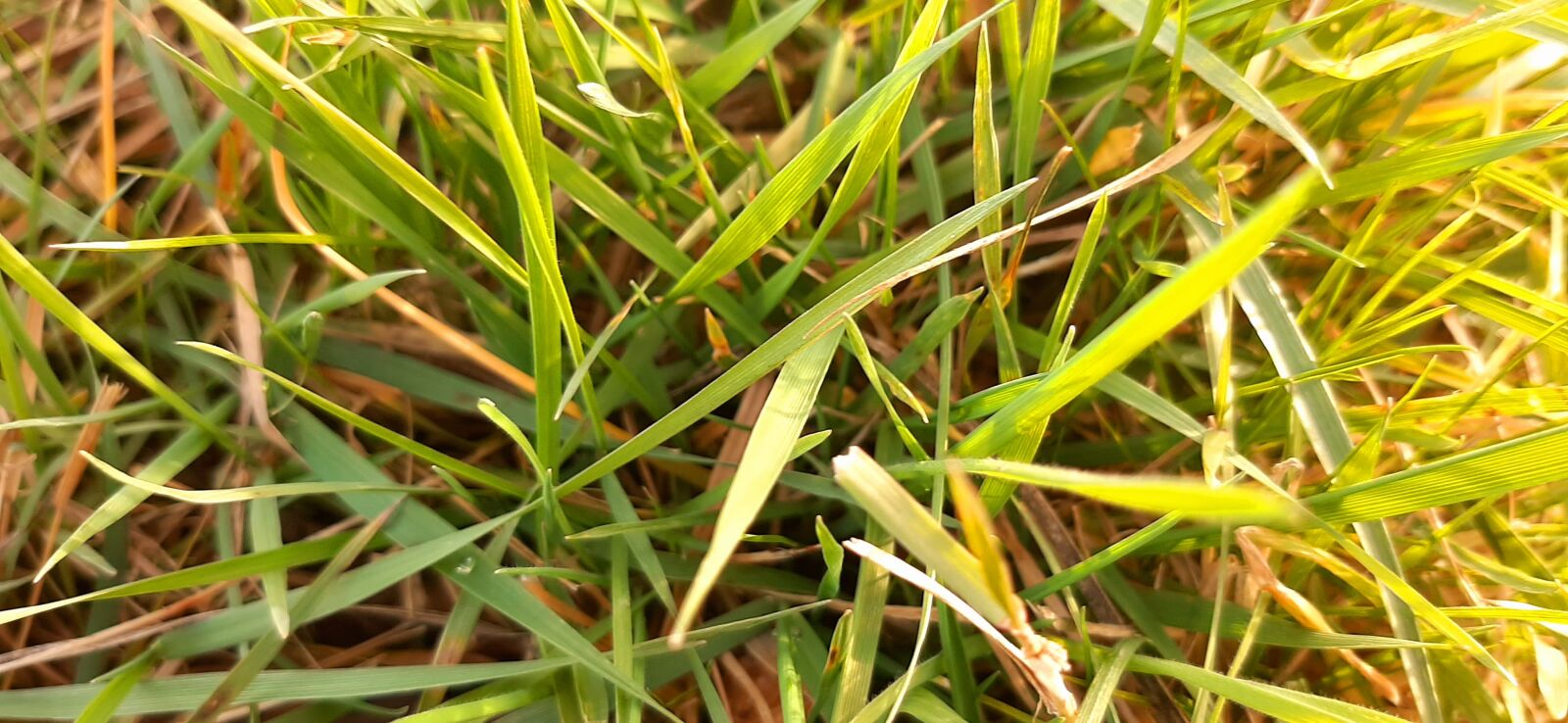Samsung Galaxy A50 sample photo. Grass, nature, meadow photography