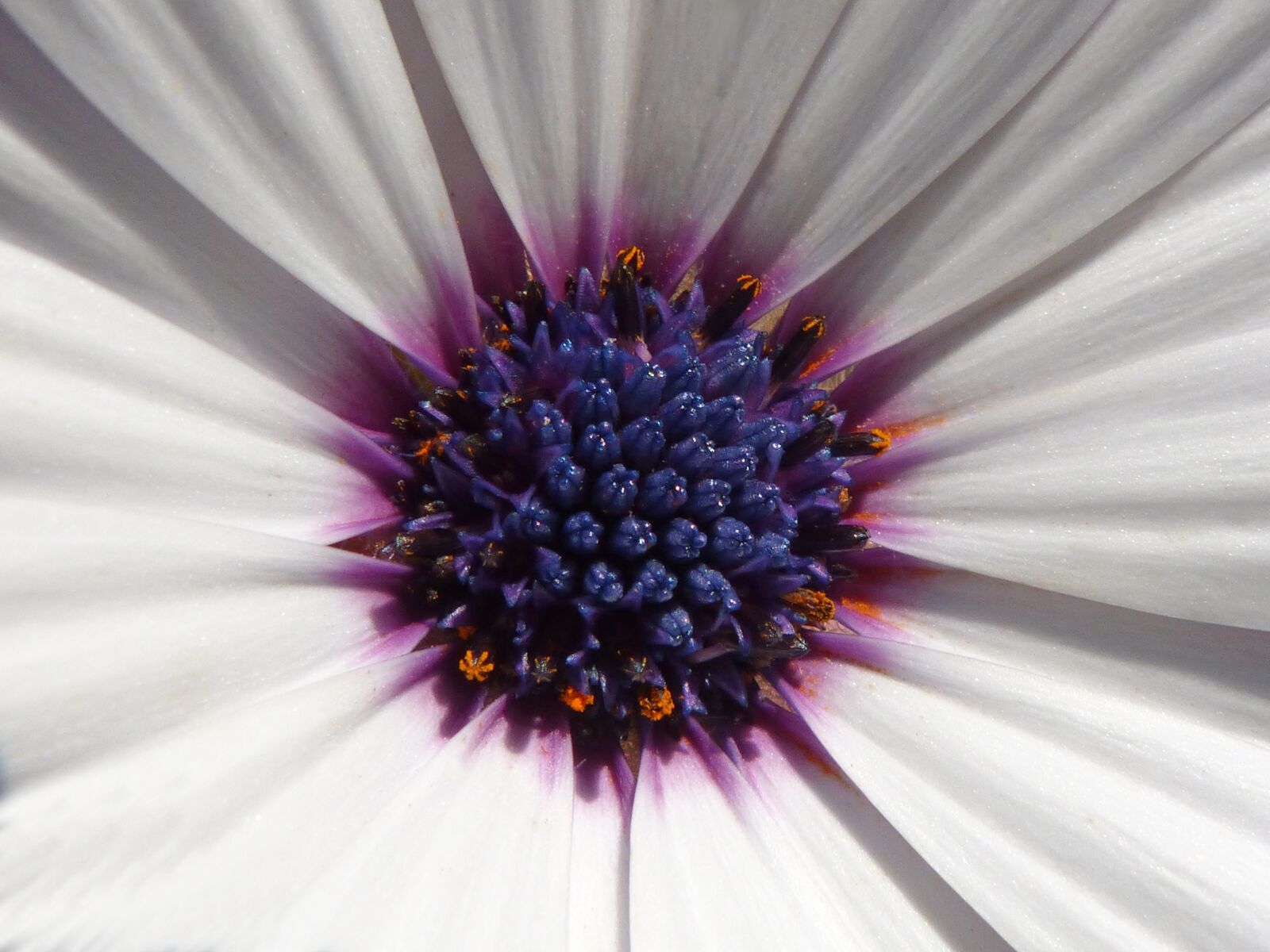 Panasonic DMC-FZ62 sample photo. Daisy, flower, chalice photography