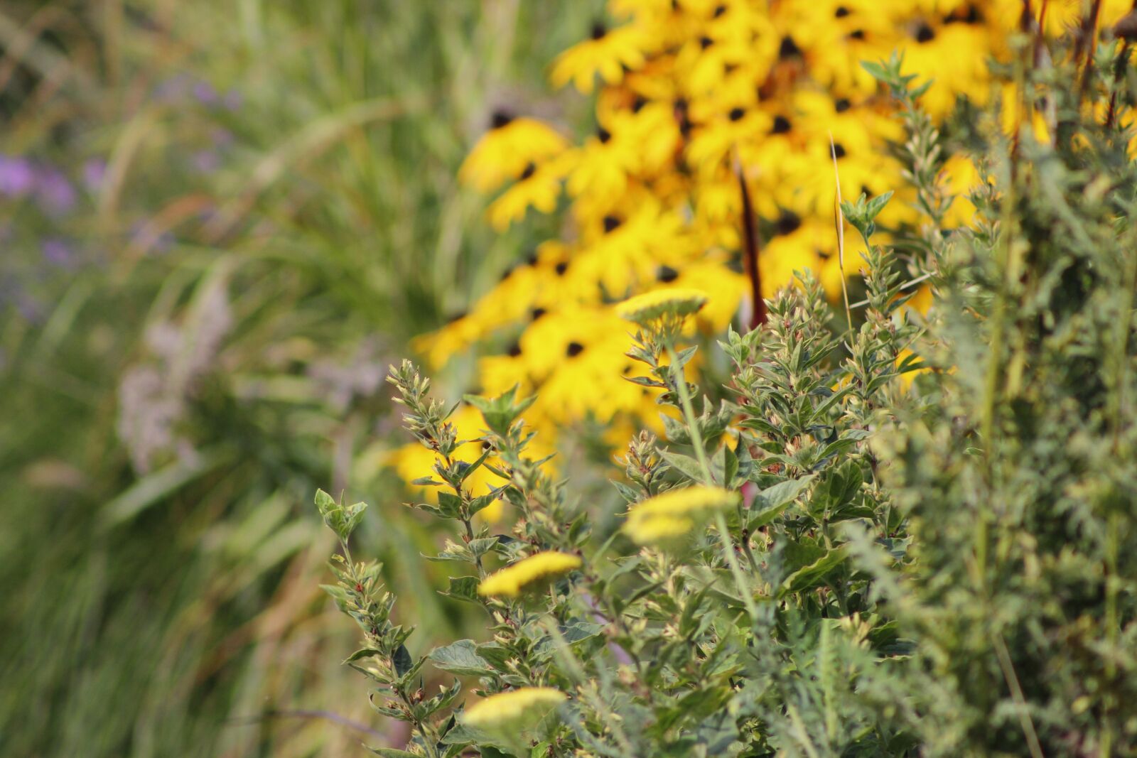 Canon EF75-300mm f/4-5.6 sample photo. Nature, plant, flower photography