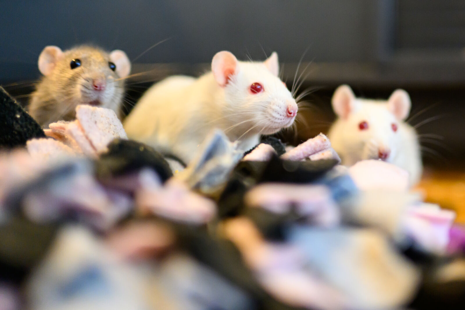 Nikon Nikkor Z 35mm F1.4 sample photo. Curious domestic rats photography