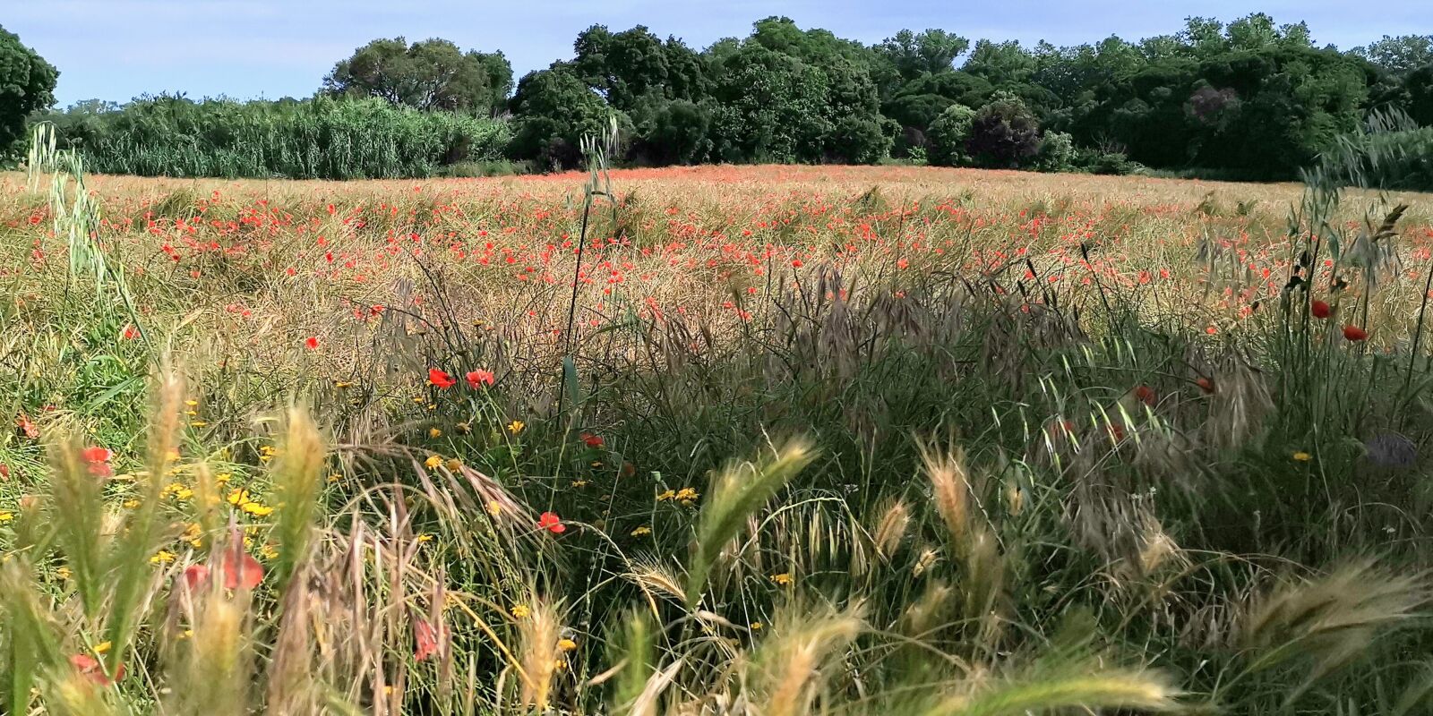 HUAWEI HMA-L29 sample photo. Meadow, spring, spain photography