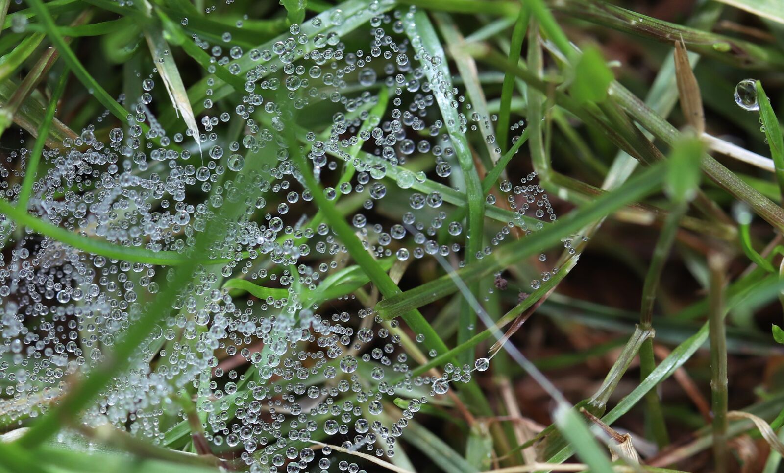 Canon EOS 200D (EOS Rebel SL2 / EOS Kiss X9) sample photo. Drip, dew, cobweb photography