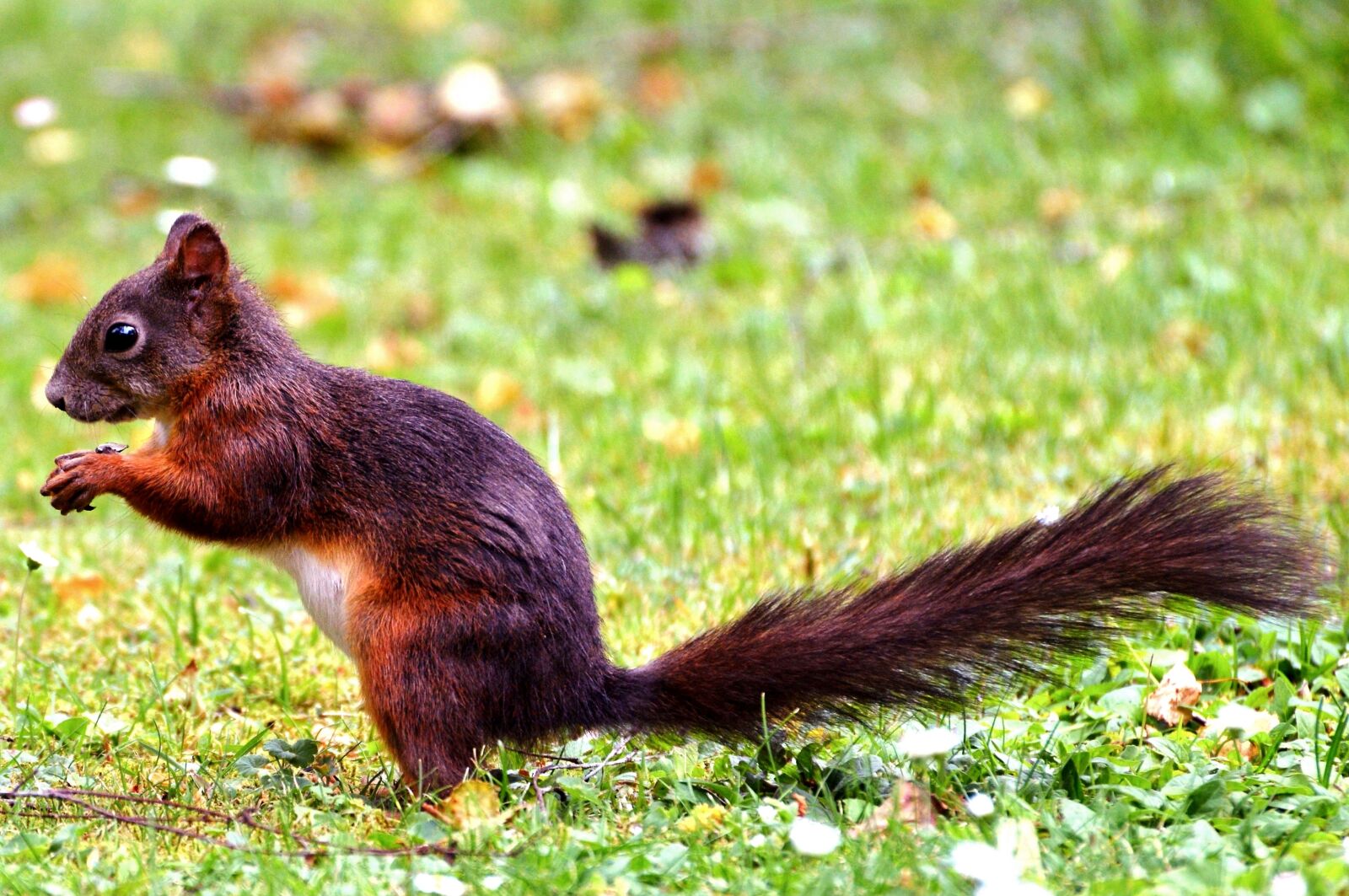Nikon D3200 sample photo. Squirrel, rodent, forest animals photography