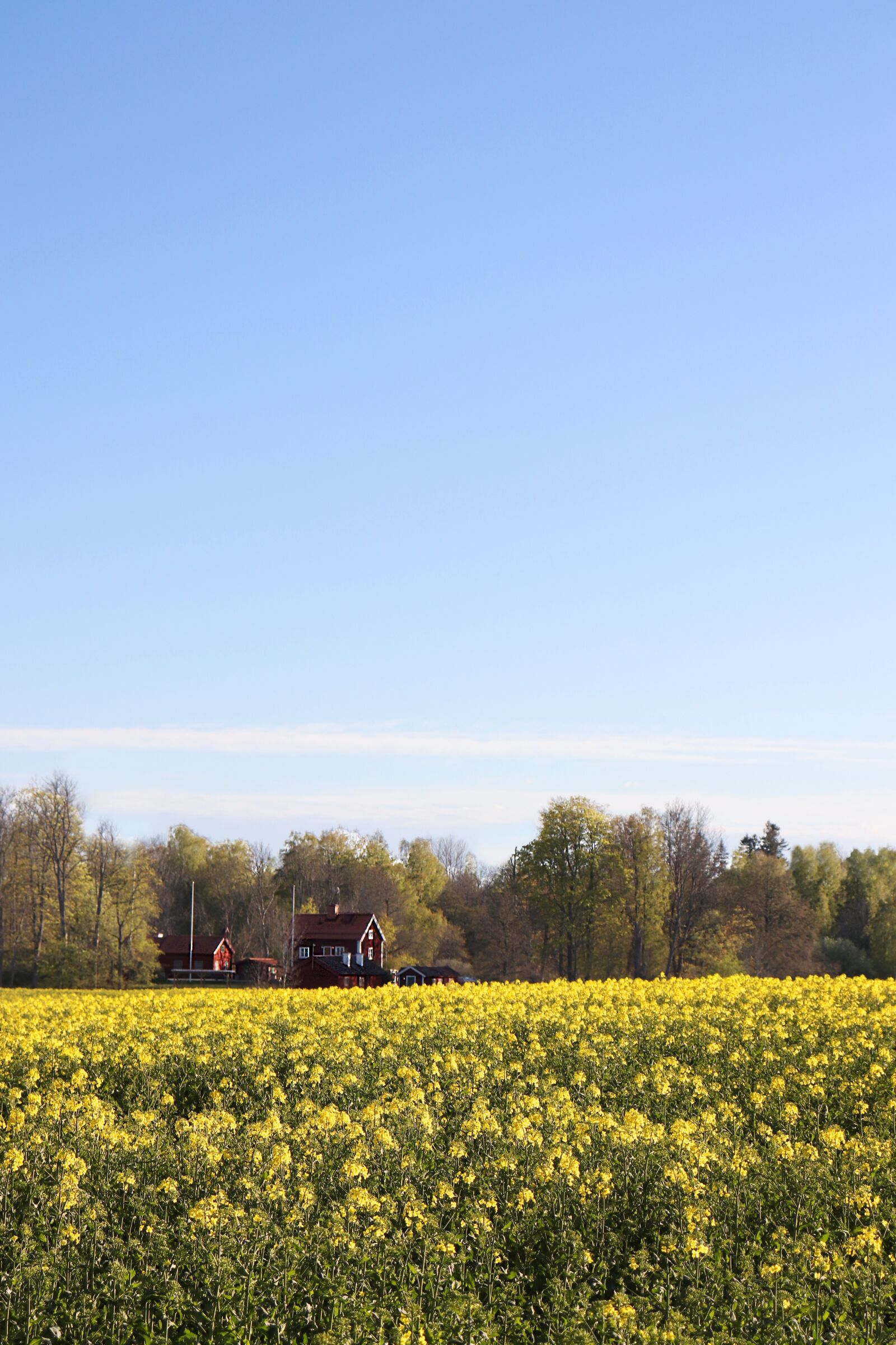 Canon EOS 77D (EOS 9000D / EOS 770D) sample photo. Oilseed rape, field of photography