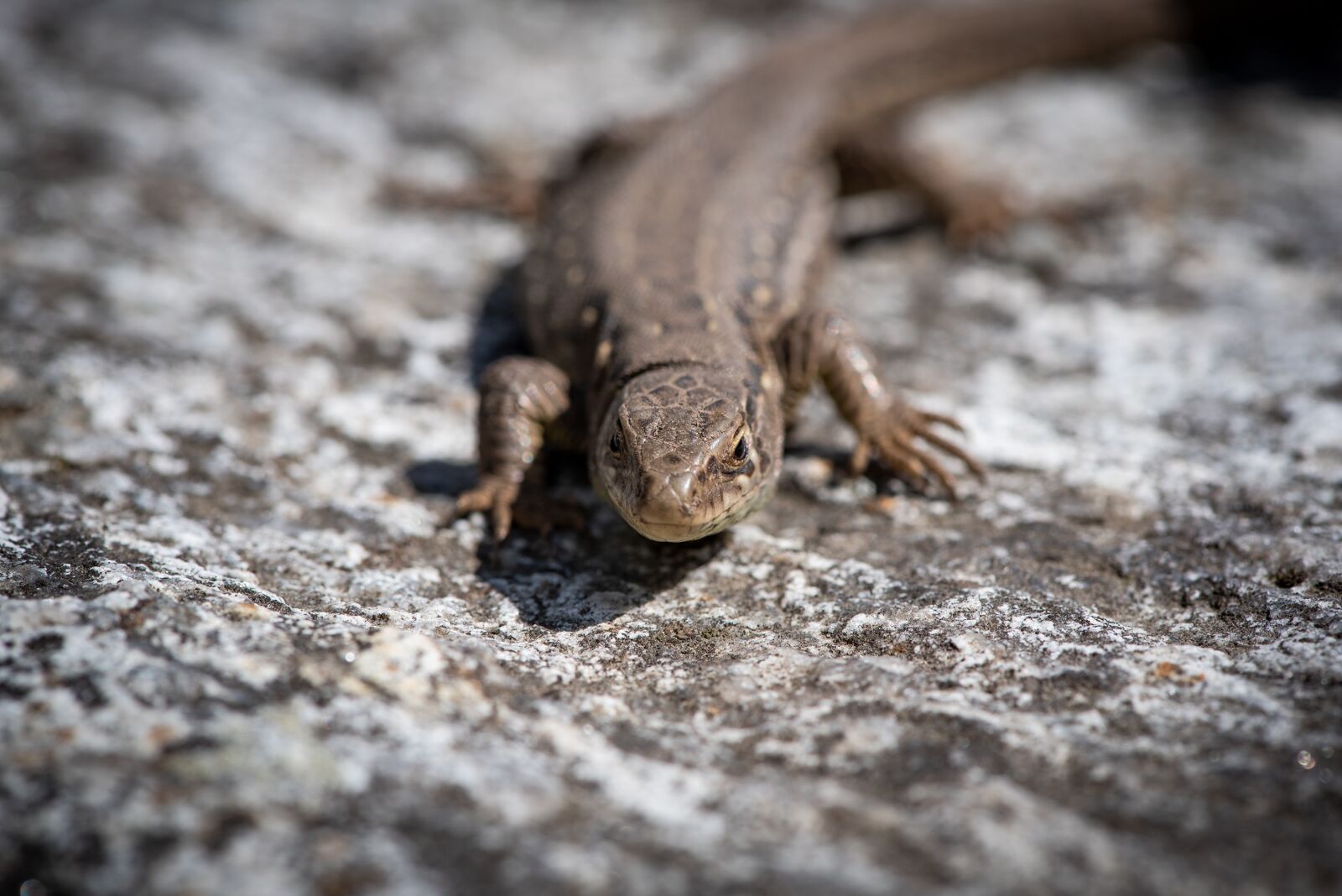 Nikon D750 sample photo. Lizard, animal, stone photography