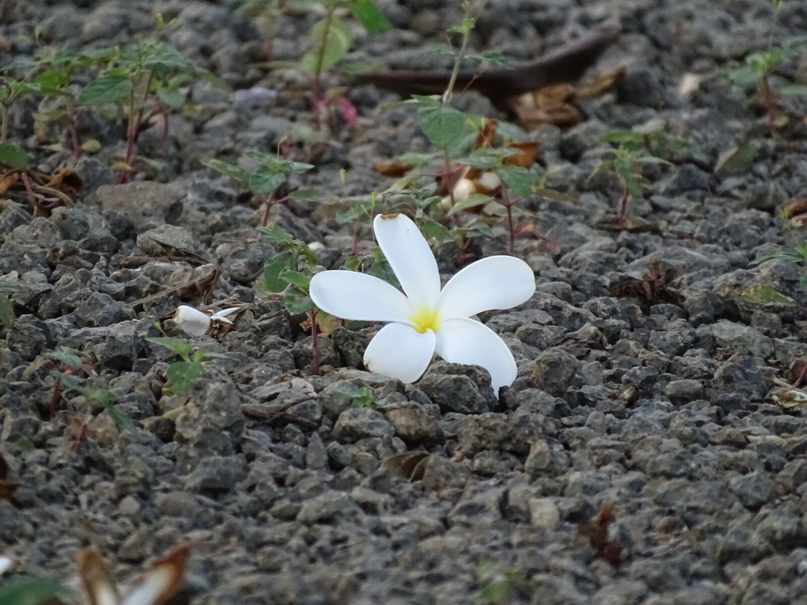 Sony Cyber-shot DSC-HX400V sample photo. Flowers, beautiful, tree photography