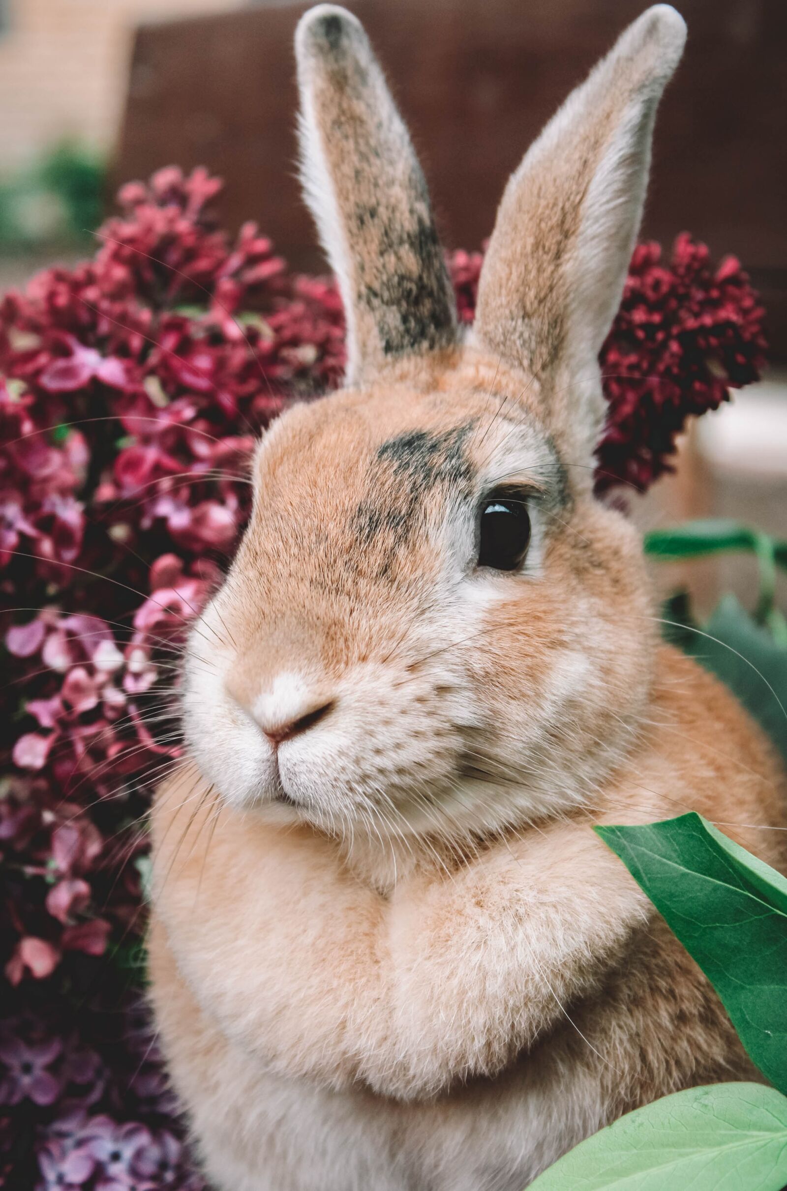 Canon EOS 2000D (EOS Rebel T7 / EOS Kiss X90 / EOS 1500D) sample photo. Rabbit, lilac, hare photography