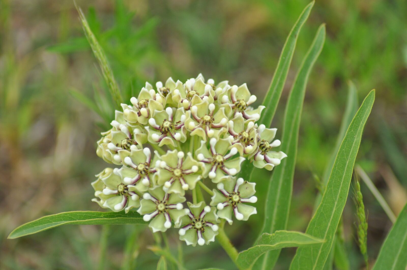 Nikon D90 sample photo. Wildflower, spring, wildflowers photography