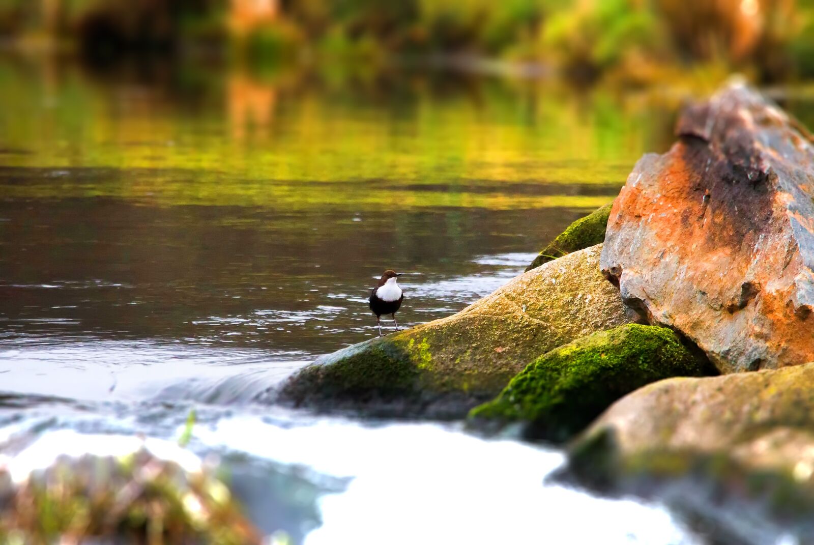Canon EOS 70D sample photo. Nature, river, stone photography
