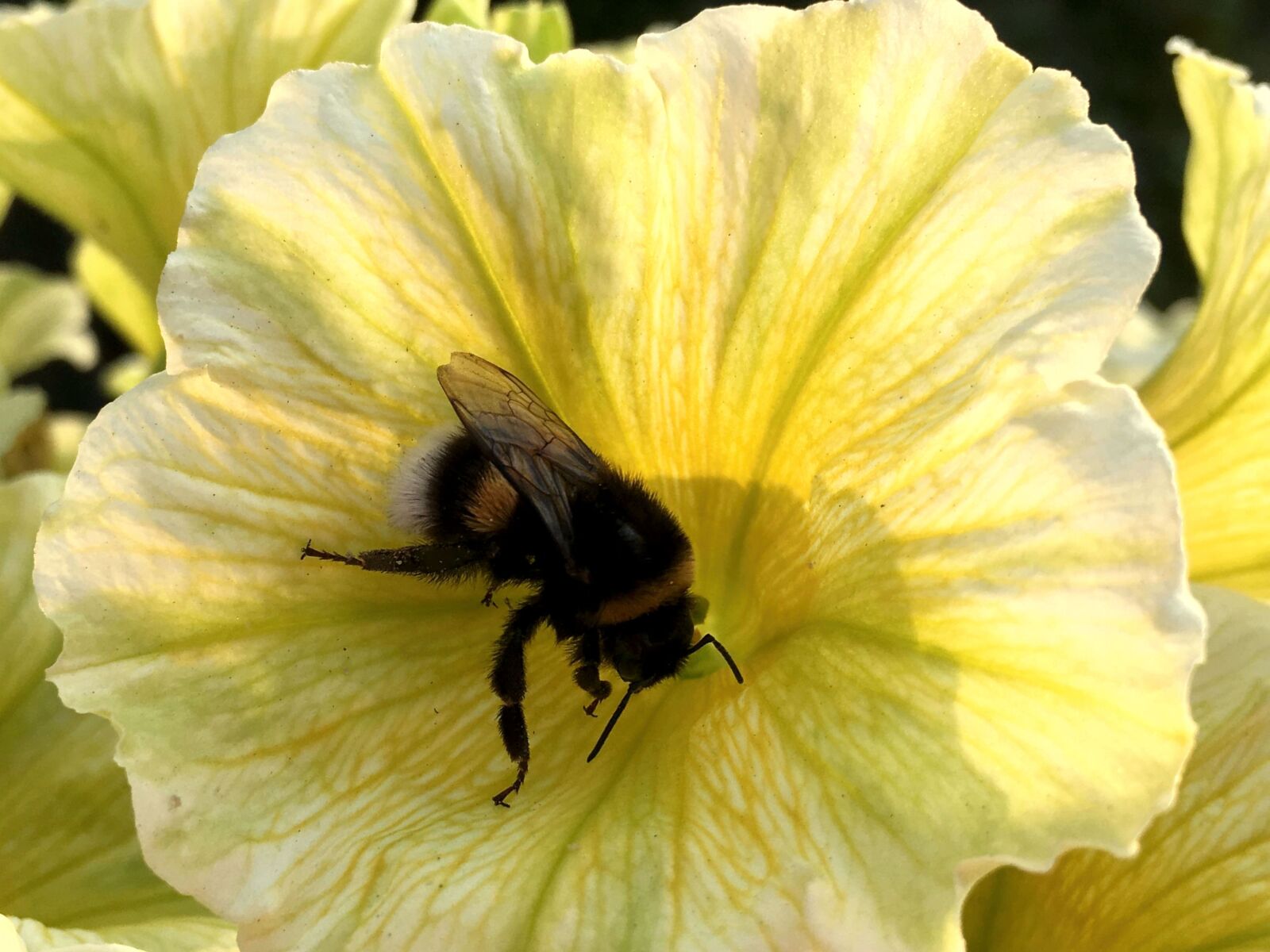 Apple iPhone 6s sample photo. Mini petunia, hummel, yellow photography