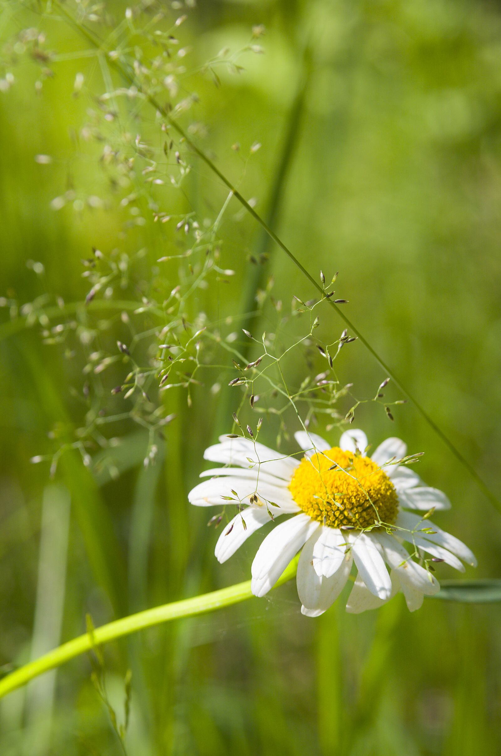Pentax K-500 sample photo. Summer, daisy, flower photography