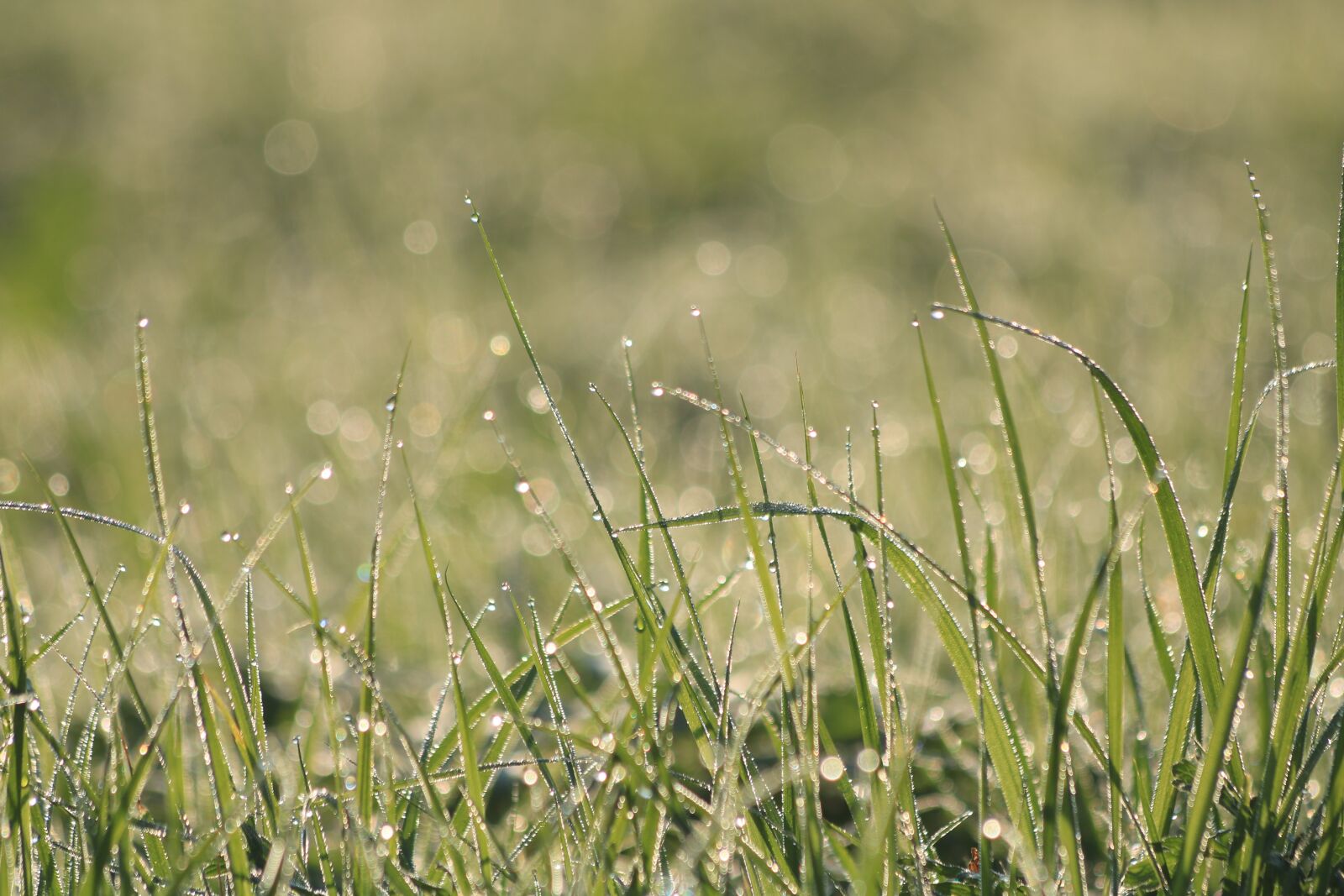 Canon EOS 750D (EOS Rebel T6i / EOS Kiss X8i) + Canon EF 70-300mm F4-5.6 IS USM sample photo. Grass, dew, green photography