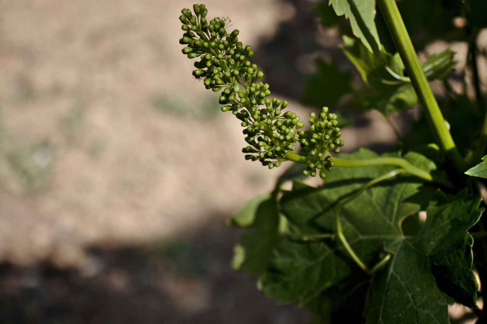 Canon EOS 800D (EOS Rebel T7i / EOS Kiss X9i) sample photo. Vine, grape, grapes photography