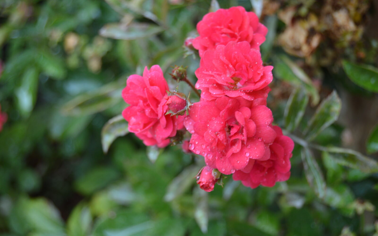Nikon D3200 sample photo