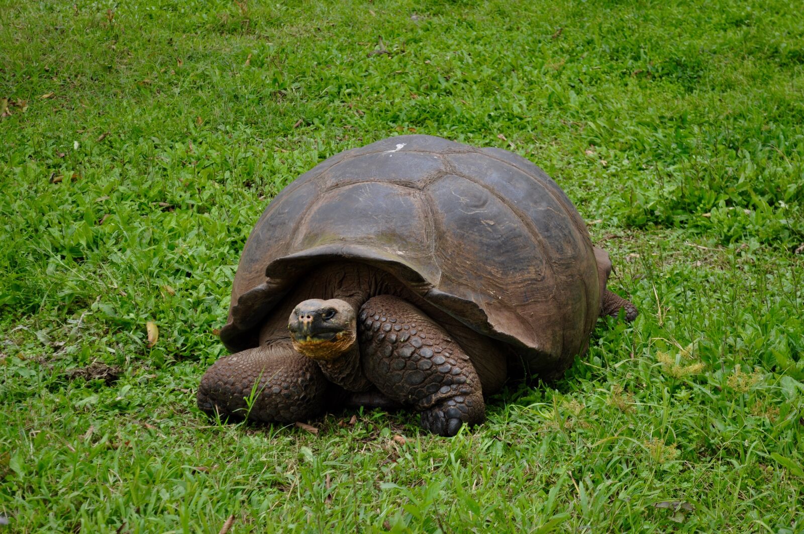 Nikon D5000 sample photo. Giant, tortoise, turtle photography