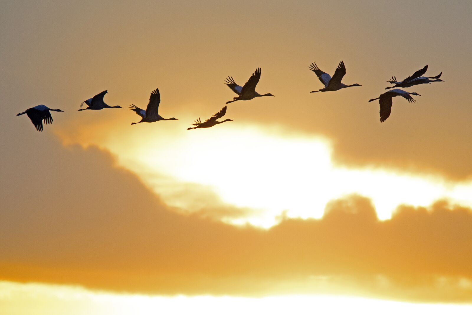 Nikon D500 sample photo. Cranes, sunset, birds photography