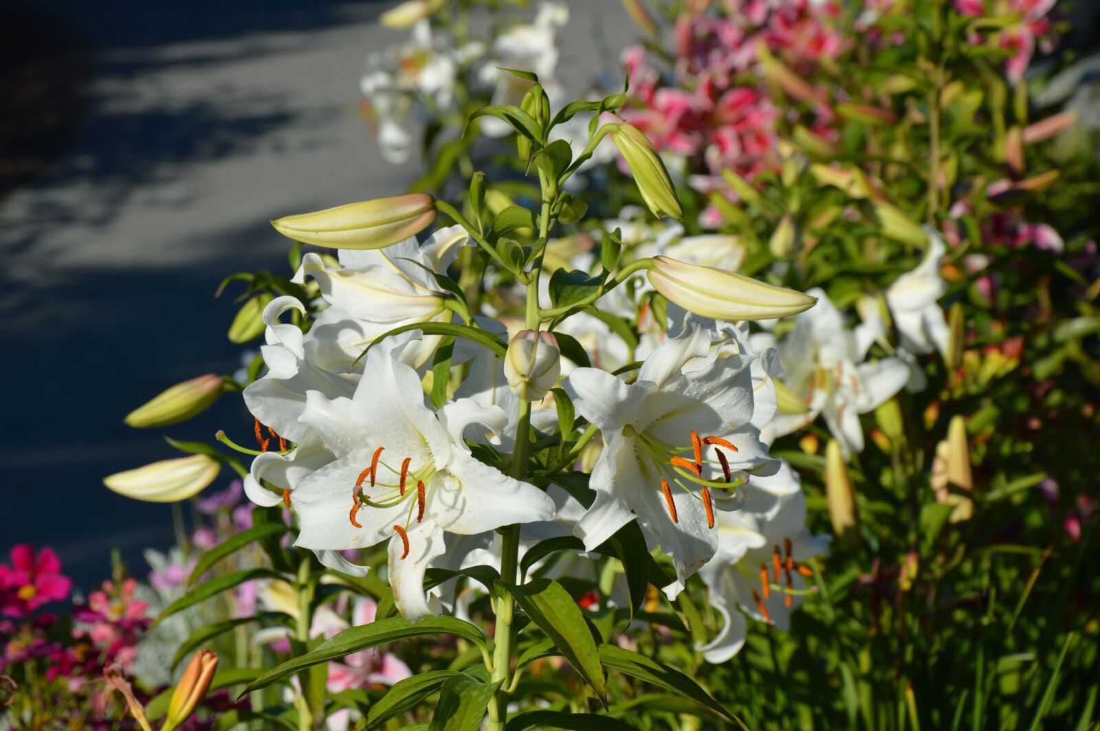 Nikon D3200 sample photo. Lily, garden, flower photography
