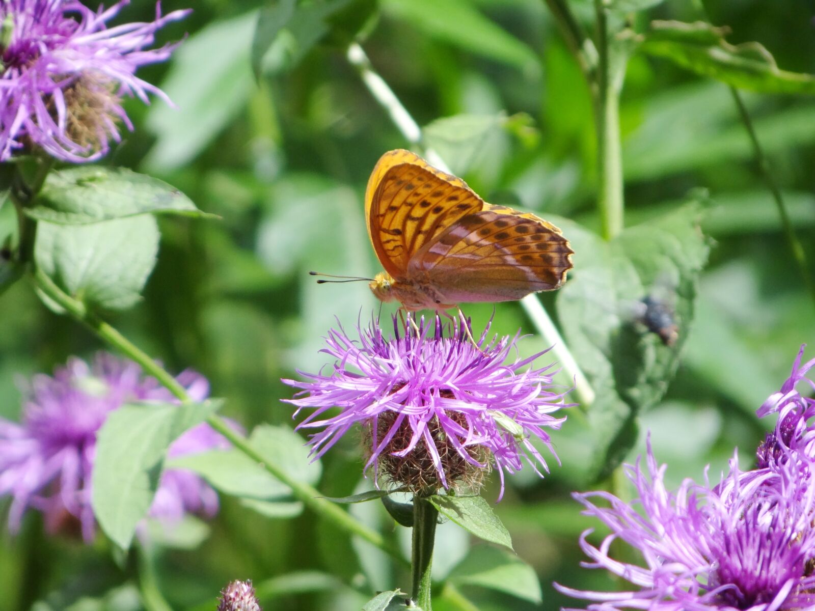 Sony Cyber-shot DSC-HX100V sample photo. Thistle, butterfly, insect photography