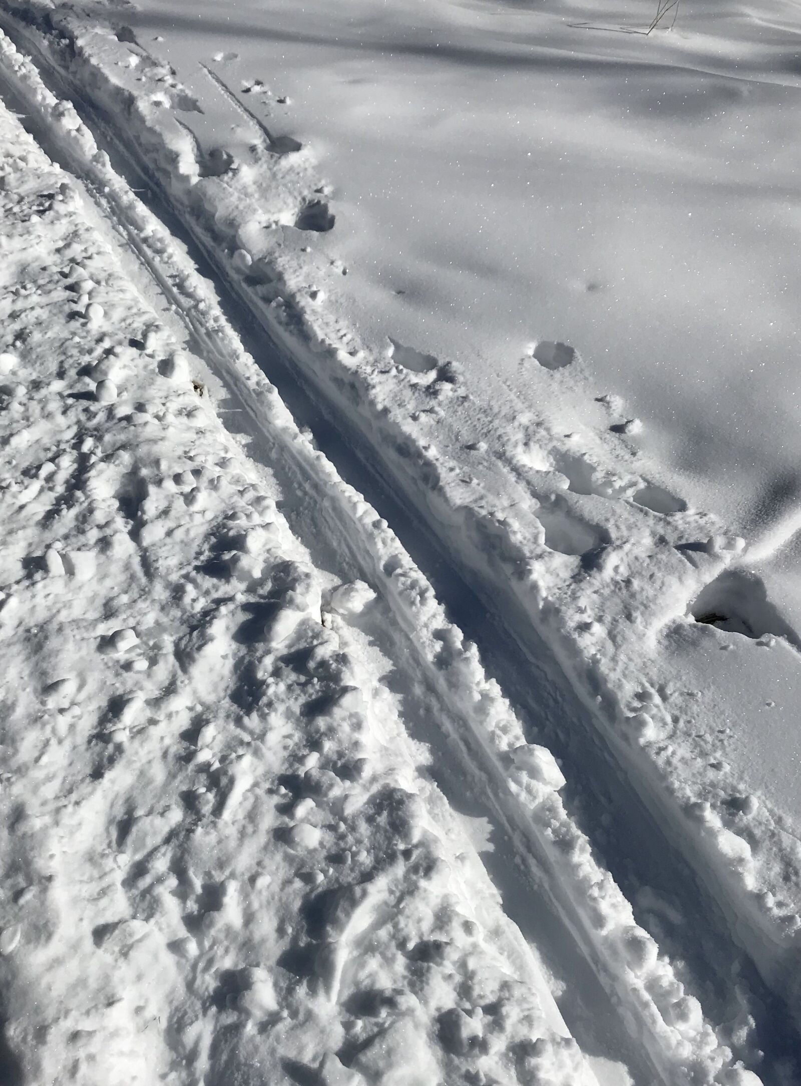 iPhone 7 back camera 3.99mm f/1.8 sample photo. Cross country ski, ski photography