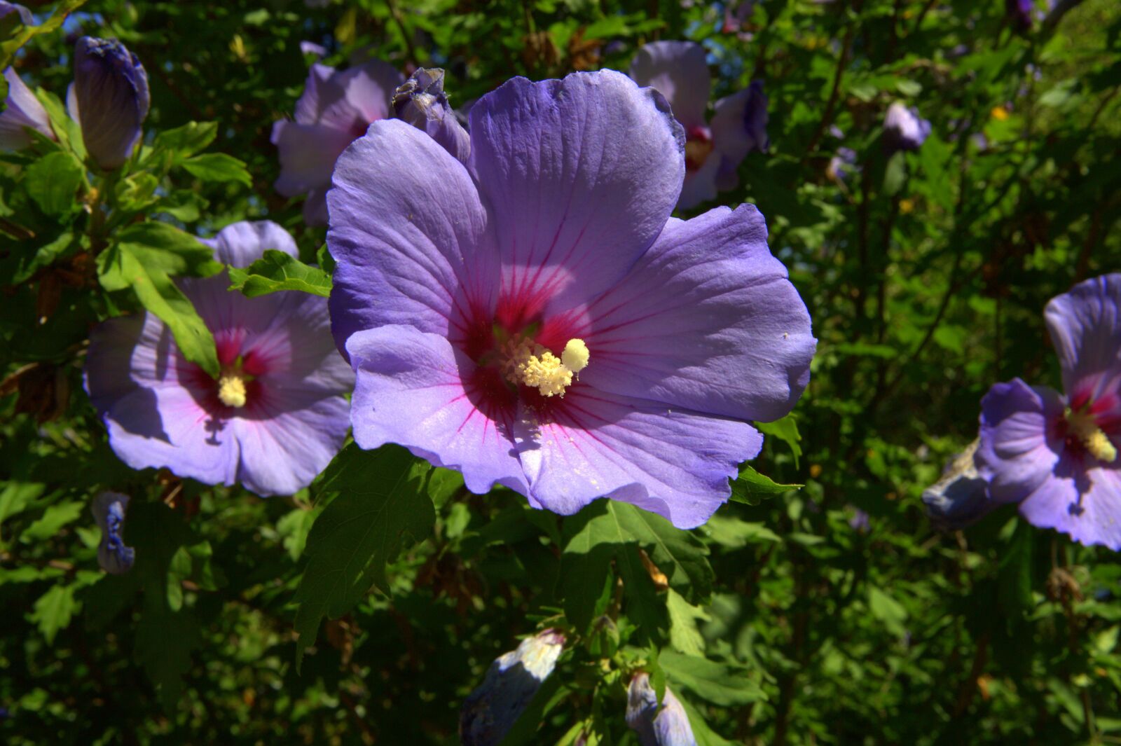 Canon EOS 5D sample photo. Hibiscus, blossom, bloom photography