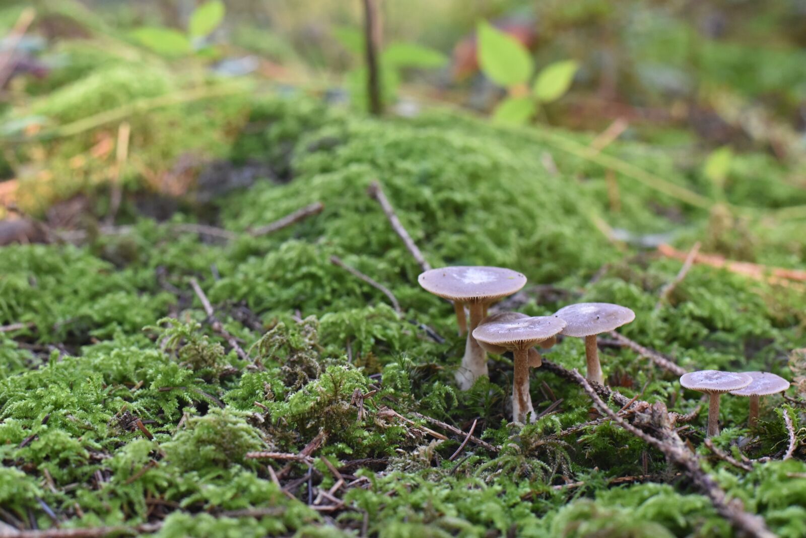 Nikon D750 sample photo. Mushrooms, nature, autumn photography