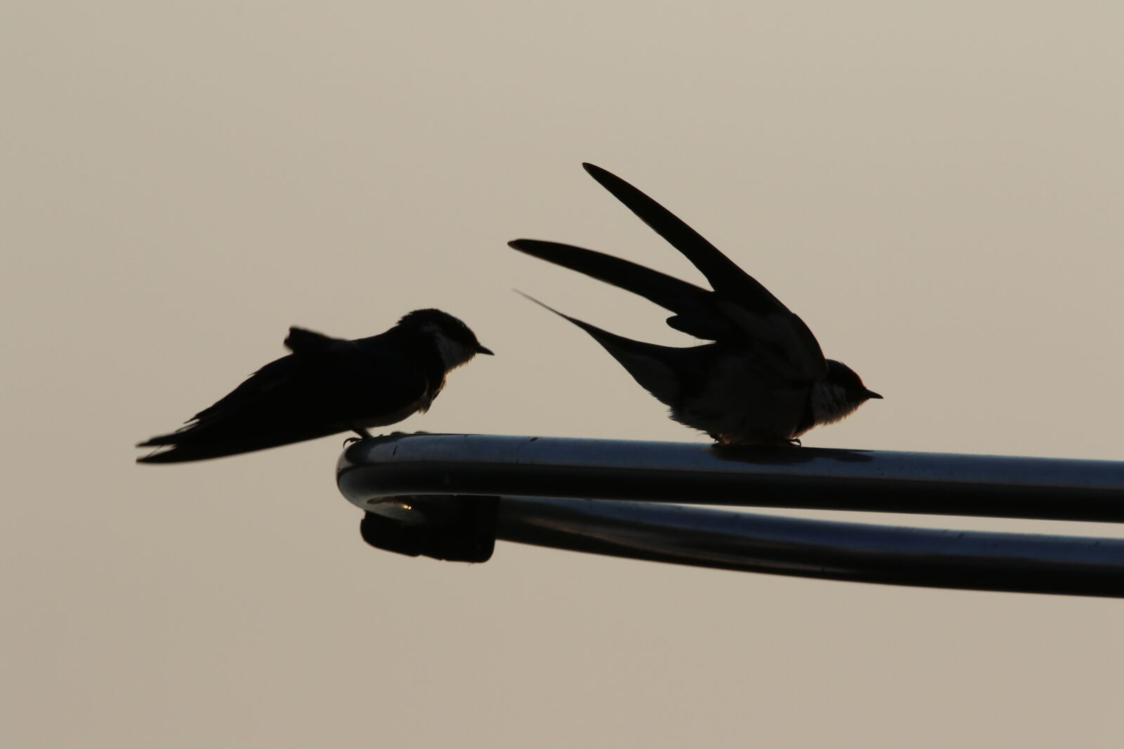 Canon EOS 7D Mark II sample photo. Animals, beaks, birds, boat photography