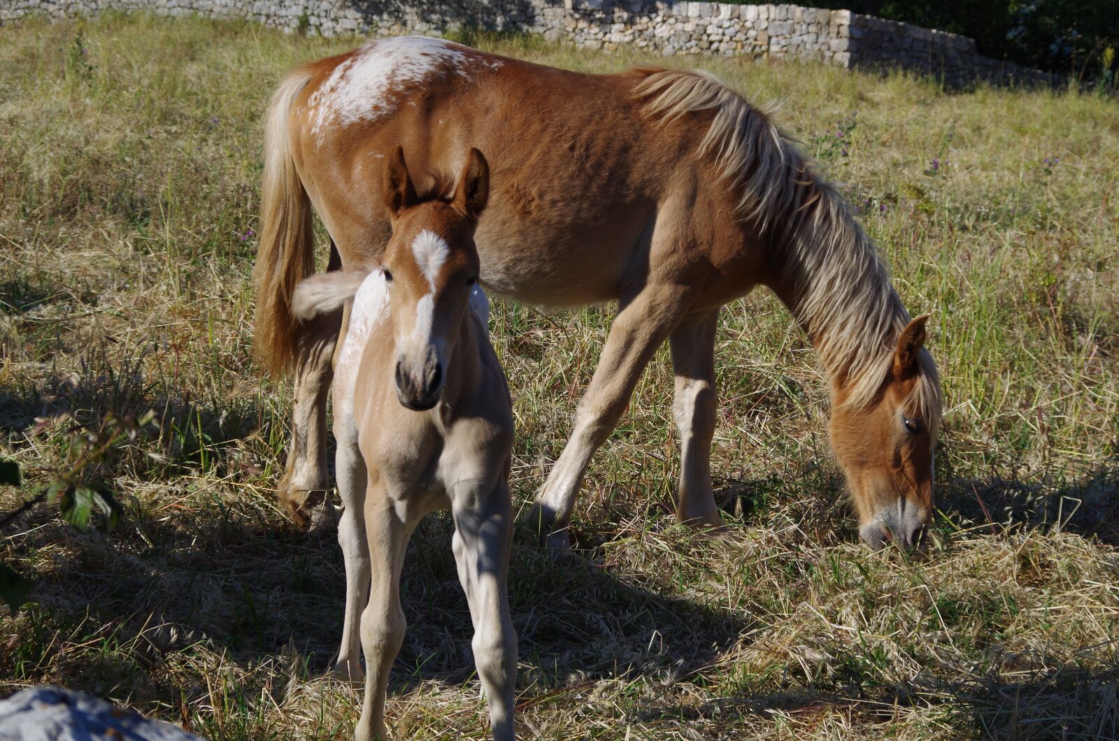 Pentax K-50 sample photo. Horses, animals, equine photography