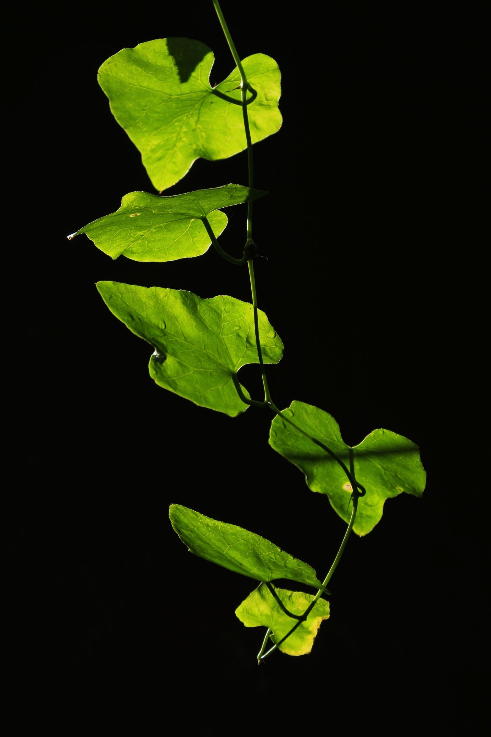 Canon EOS 700D (EOS Rebel T5i / EOS Kiss X7i) sample photo. Leaves, backlight, leaf photography