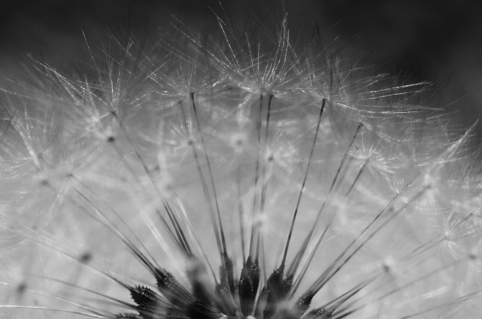 Nikon D7000 sample photo. Macro, dandelion, flower photography
