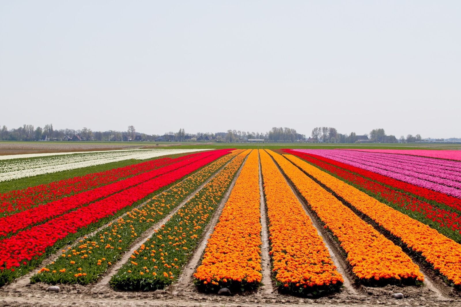 Canon EOS 6D Mark II sample photo. Bulbs, bulb fields, tulips photography