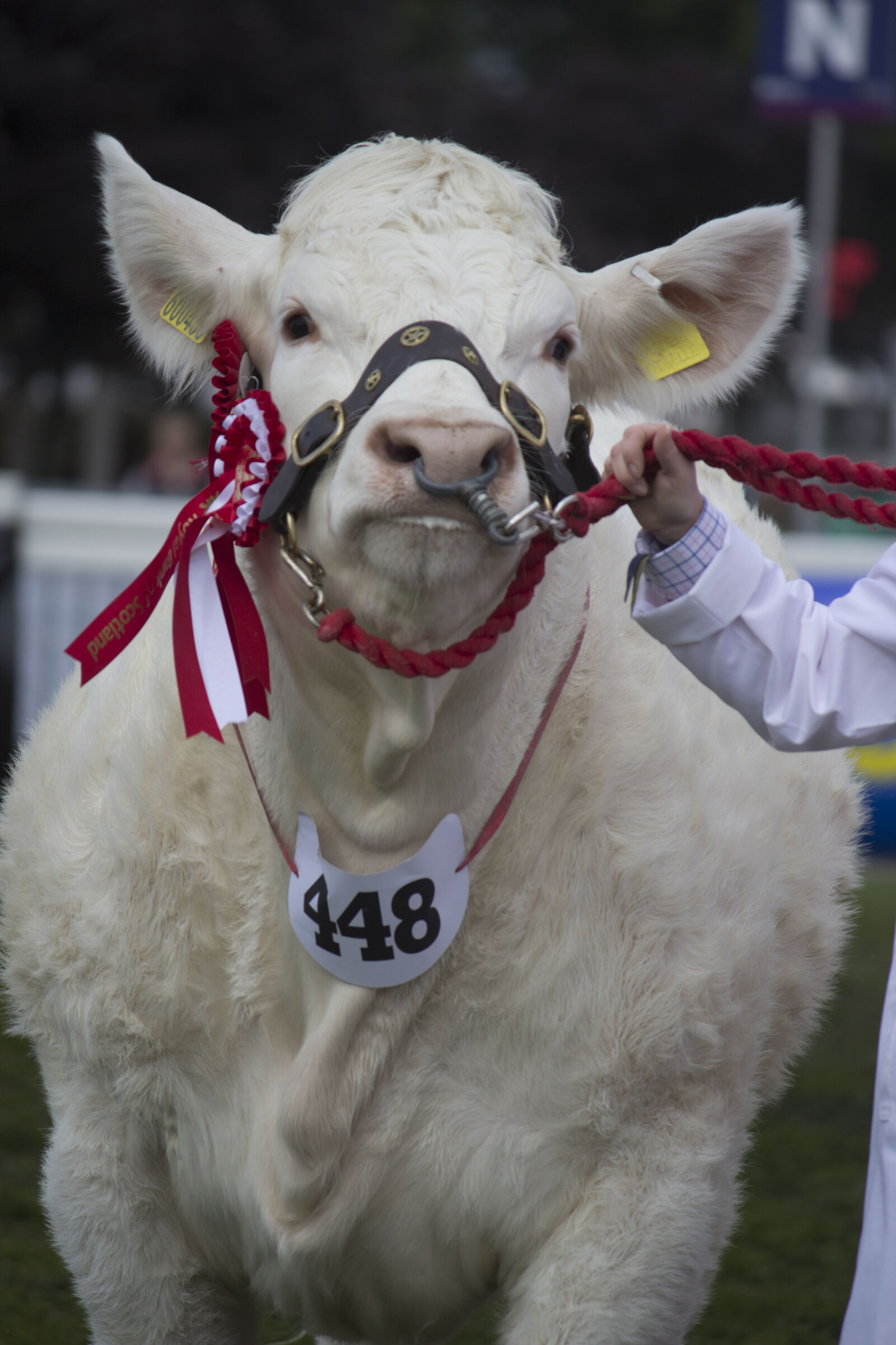 Canon EOS 600D (Rebel EOS T3i / EOS Kiss X5) + Canon EF-S 55-250mm F4-5.6 IS sample photo. 2017, animal, bull, bulls photography