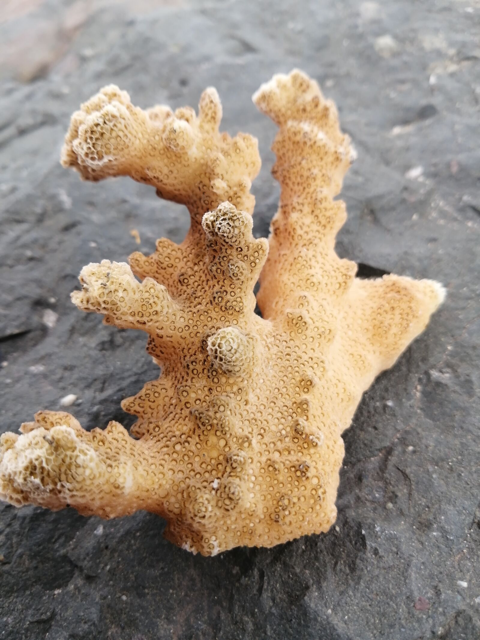 HUAWEI P30 LITE sample photo. Coral, ocean, closeup photography