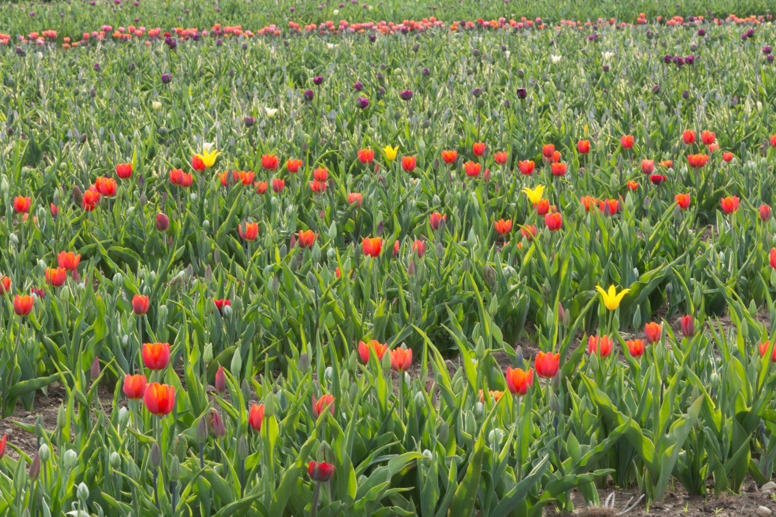 Canon EF 70-200mm F2.8L IS USM sample photo. Tulips, orange, flowers photography