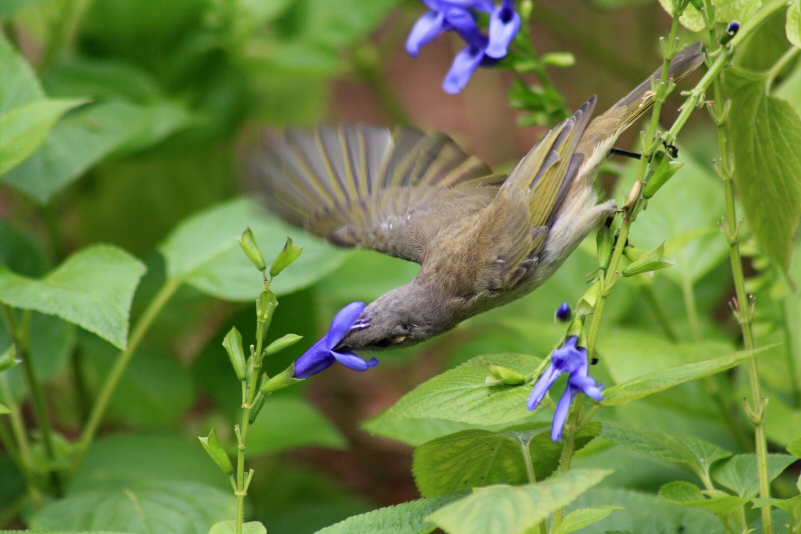 Canon EOS 1000D (EOS Digital Rebel XS / EOS Kiss F) sample photo. Brown honeyeater, bird, australia photography