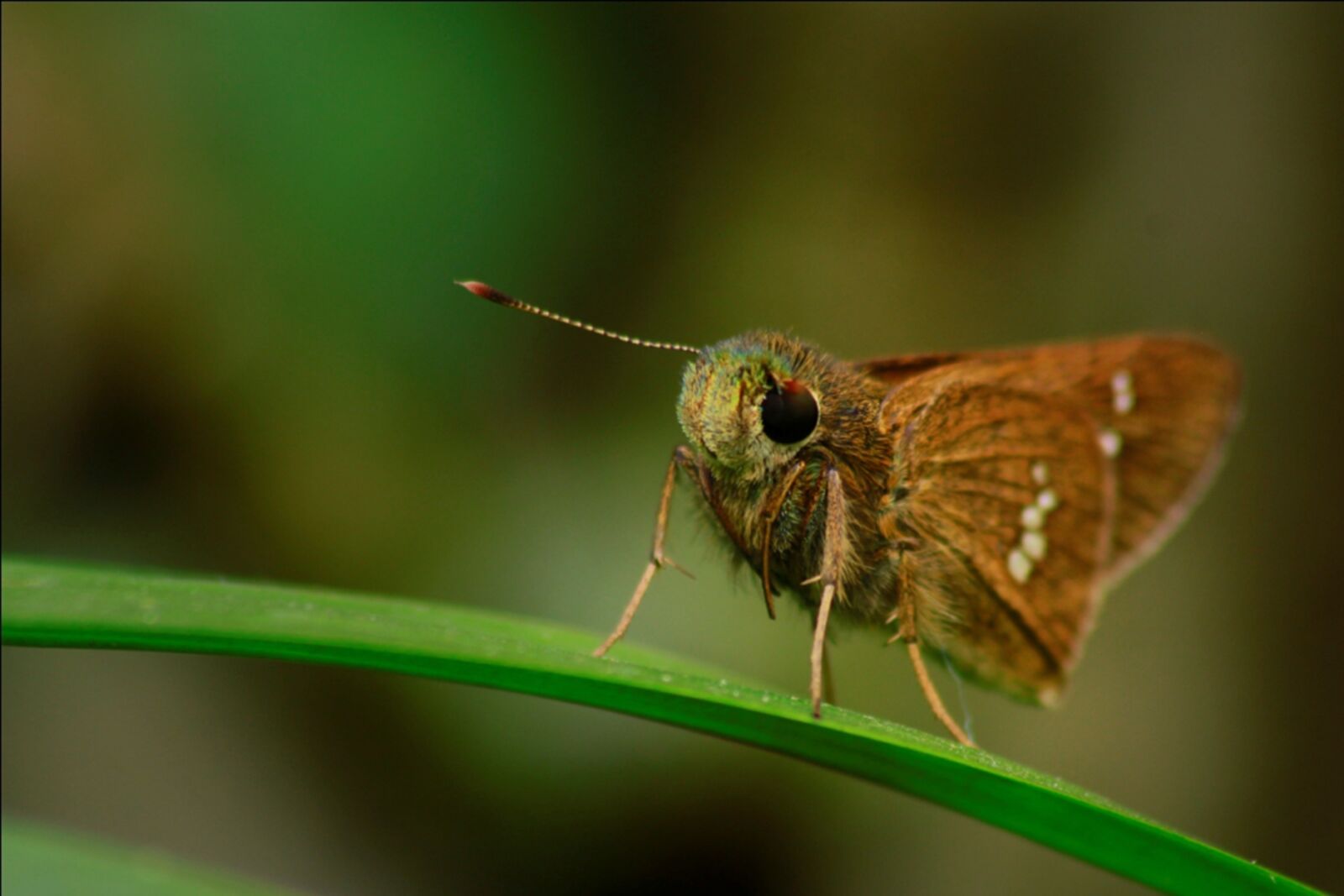 Canon EOS 600D (Rebel EOS T3i / EOS Kiss X5) sample photo. Macros, gorgeous, garden photography