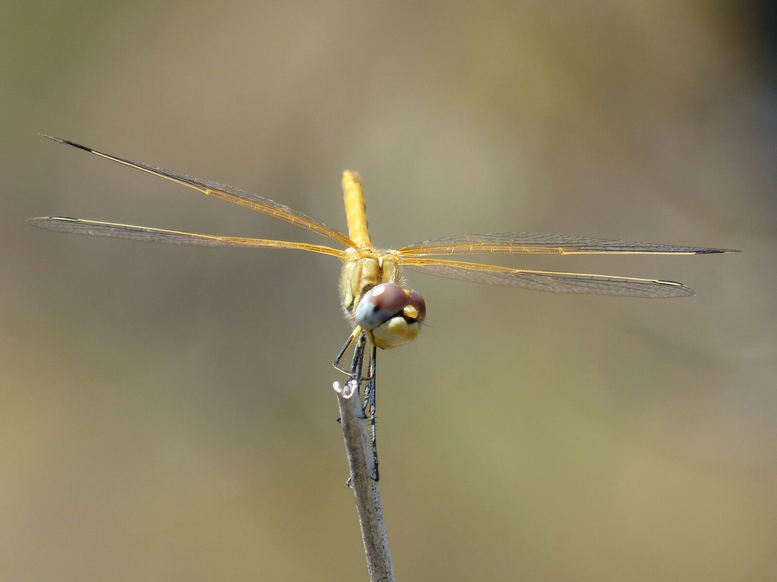 Panasonic DMC-FZ62 sample photo. Dragonfly, yellow dragonfly, cordulegaster photography